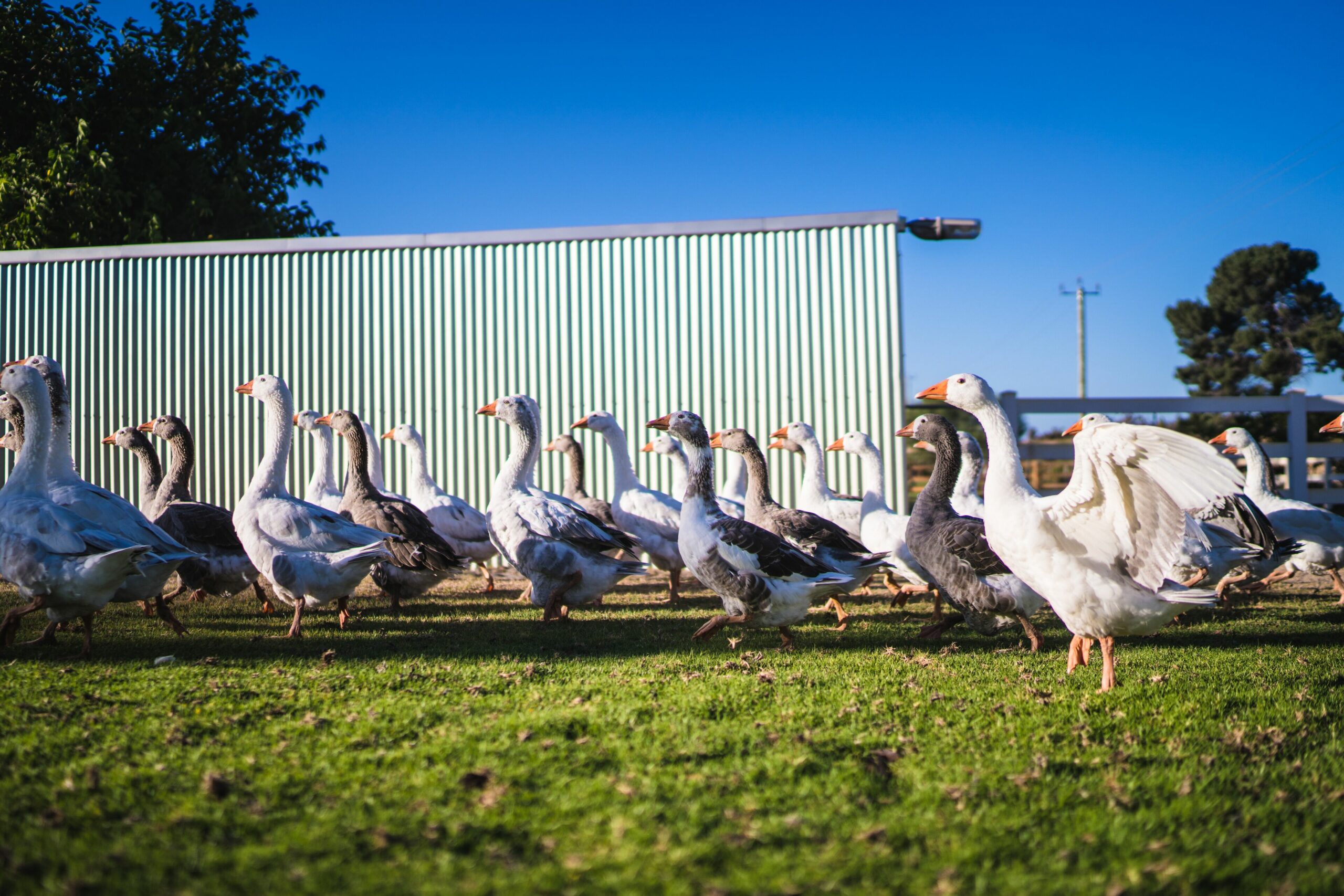 Harmony Acres Homestead set on 5 acres offers the best of both worlds