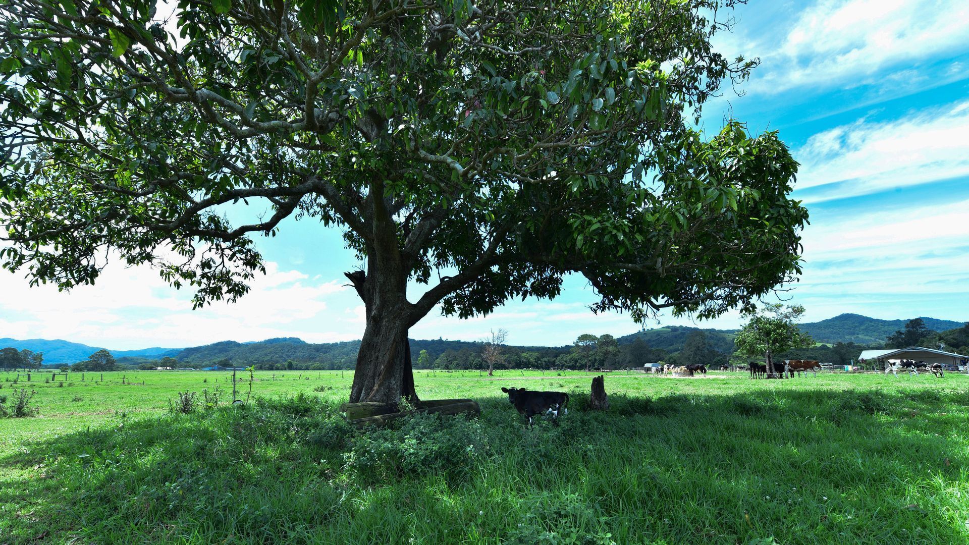 Mullumbimby Rural Escape  - Harry's Place