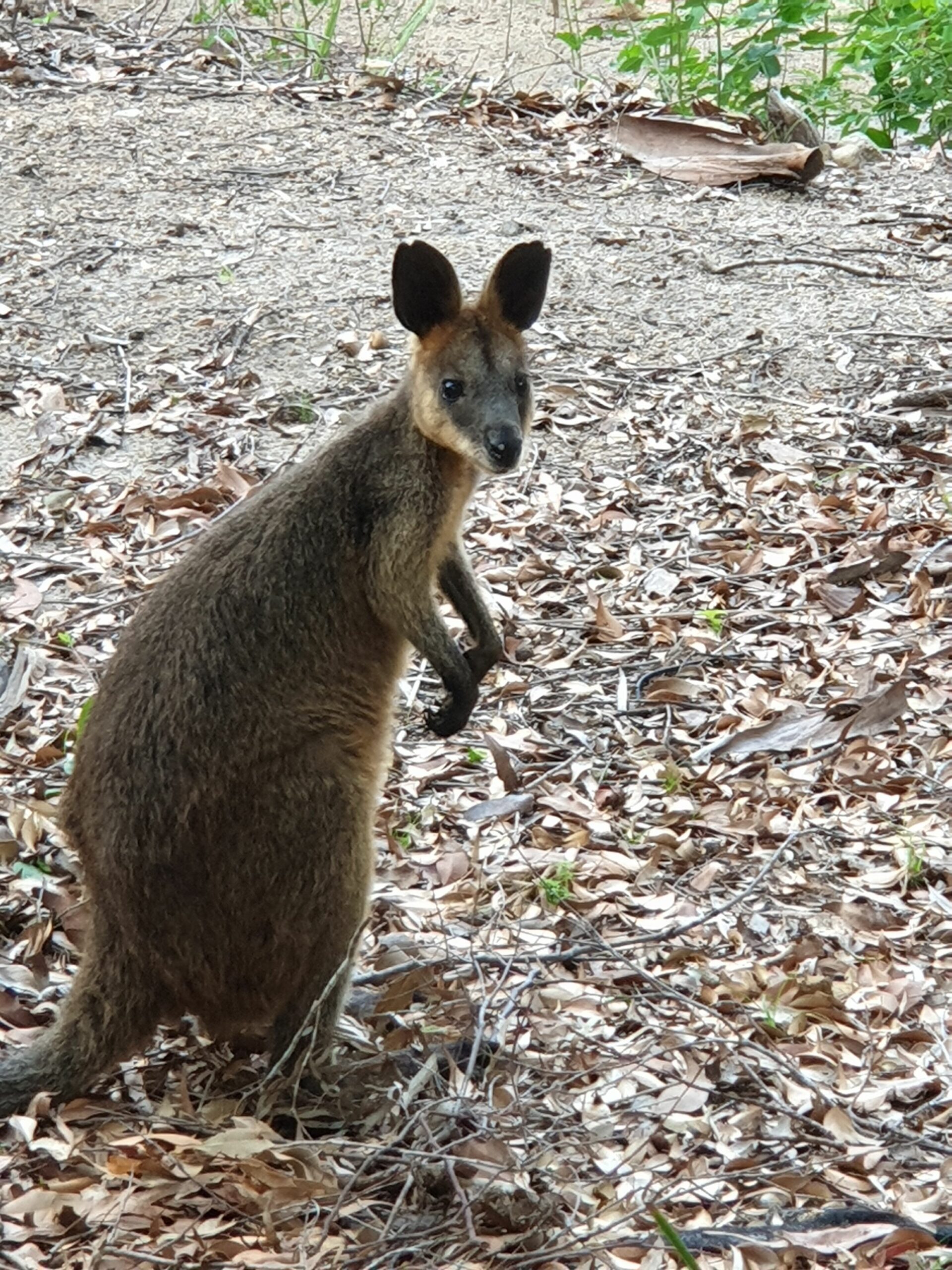 Gorgeous Studio Apartment-south Stradbroke Island