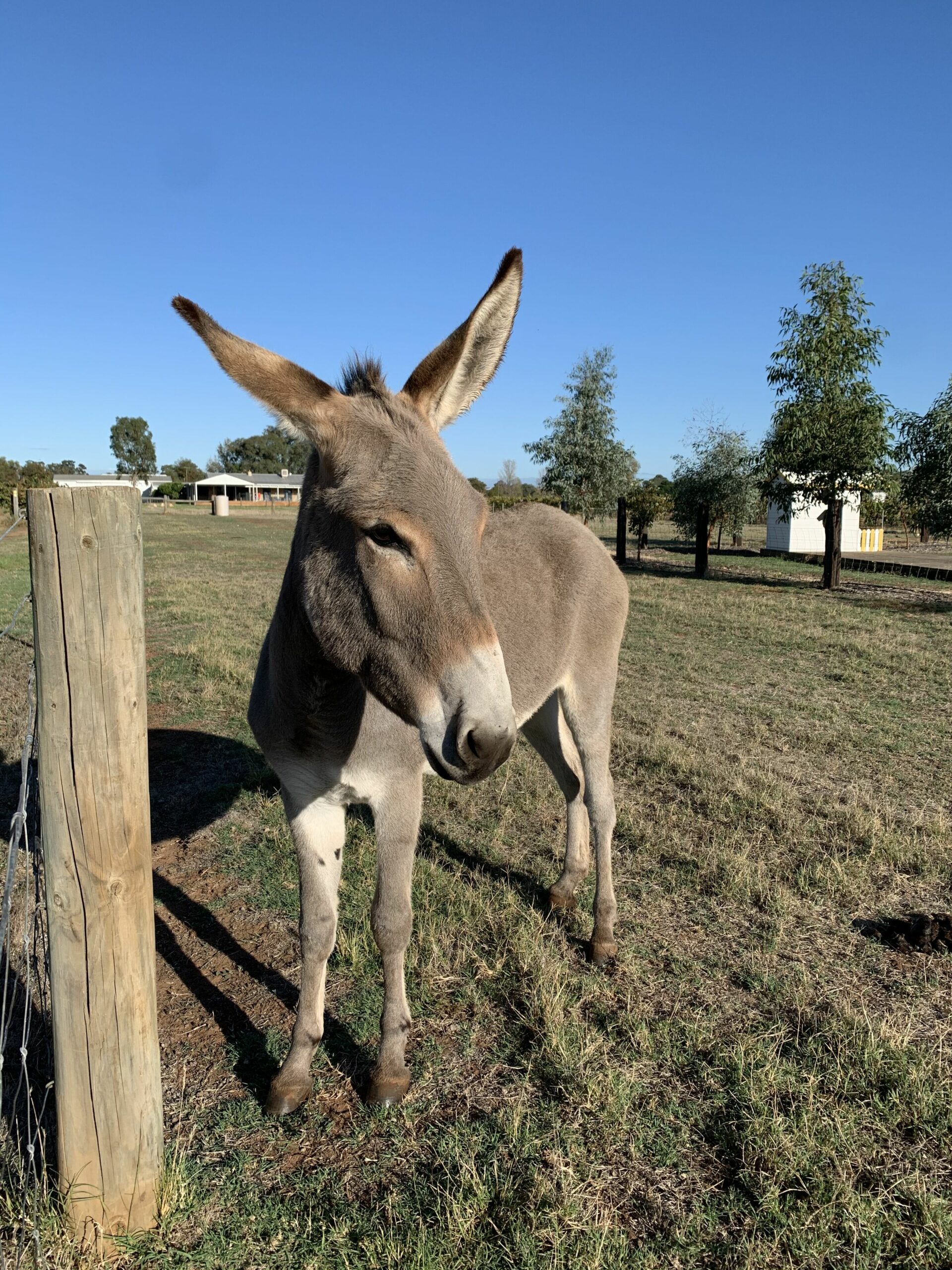 Poplars Farmstay - Swan Valley