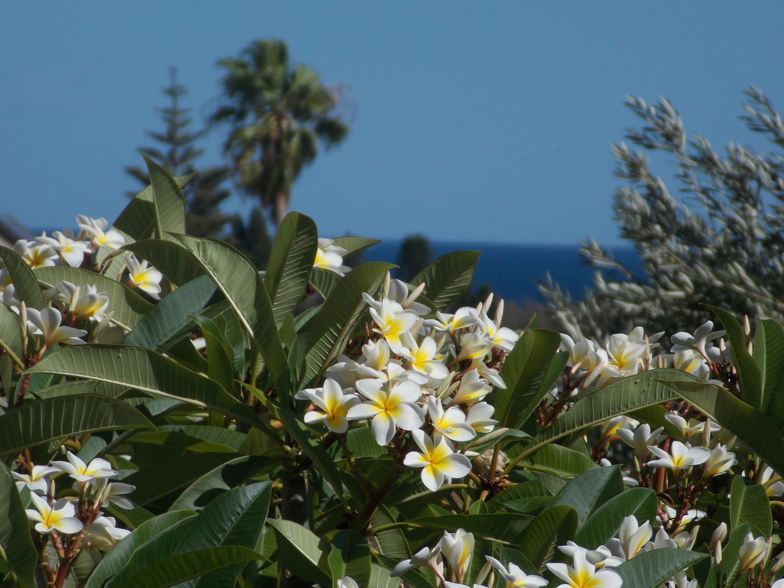 "kallaroo Garden Cottage" - Close to Magnificent Beaches!