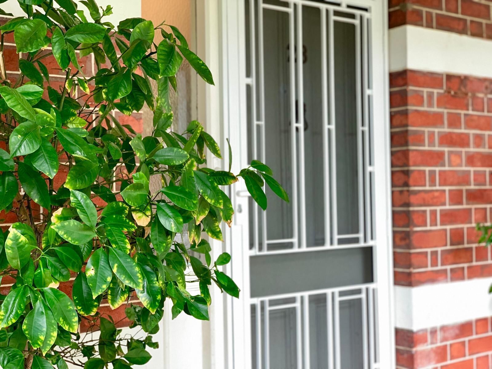 Lovely Character Home in Pretty Tree Lined Subi Street