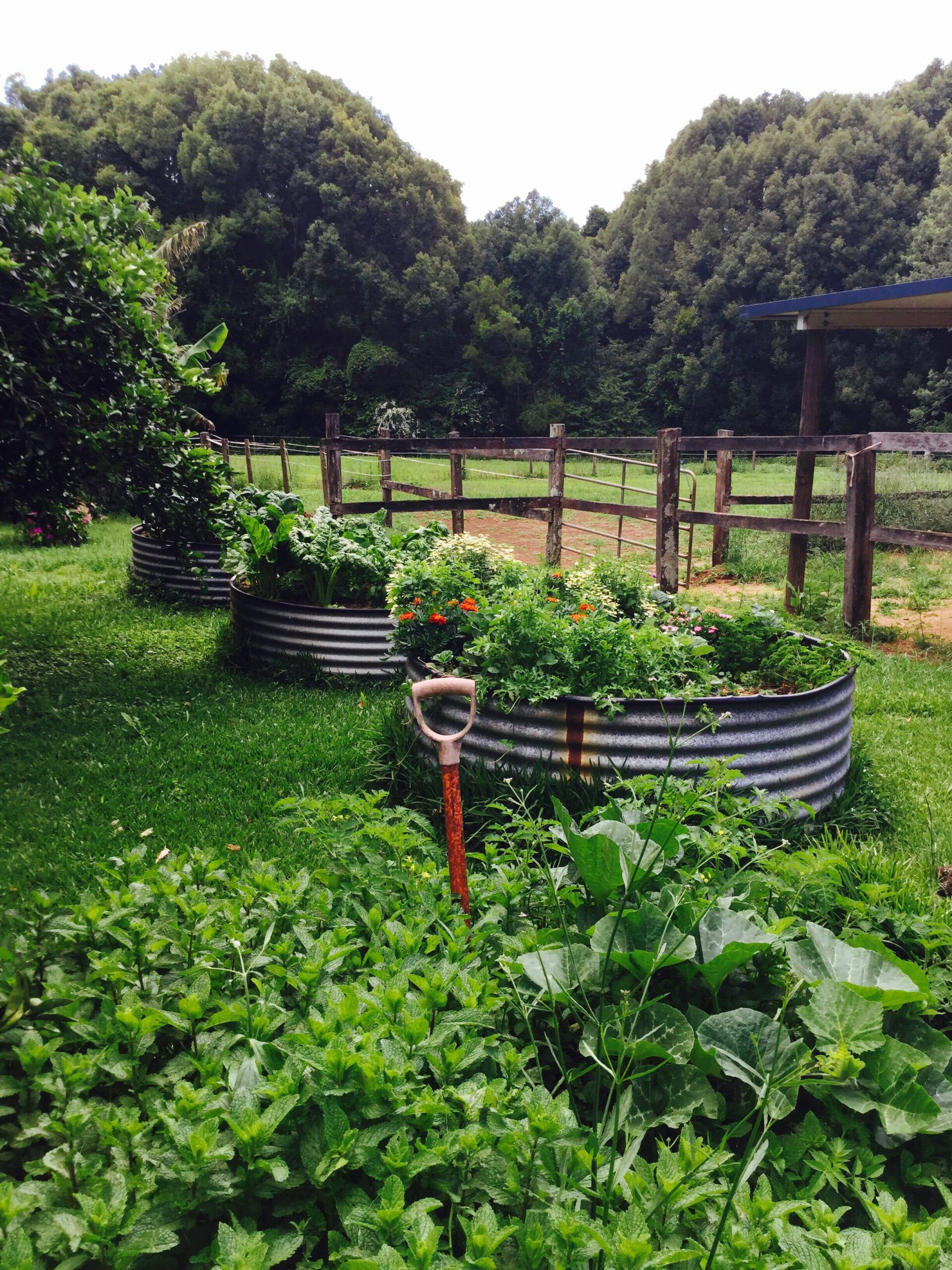 Songbird. Federal Byron Hinterland . Perfect place to recharge !