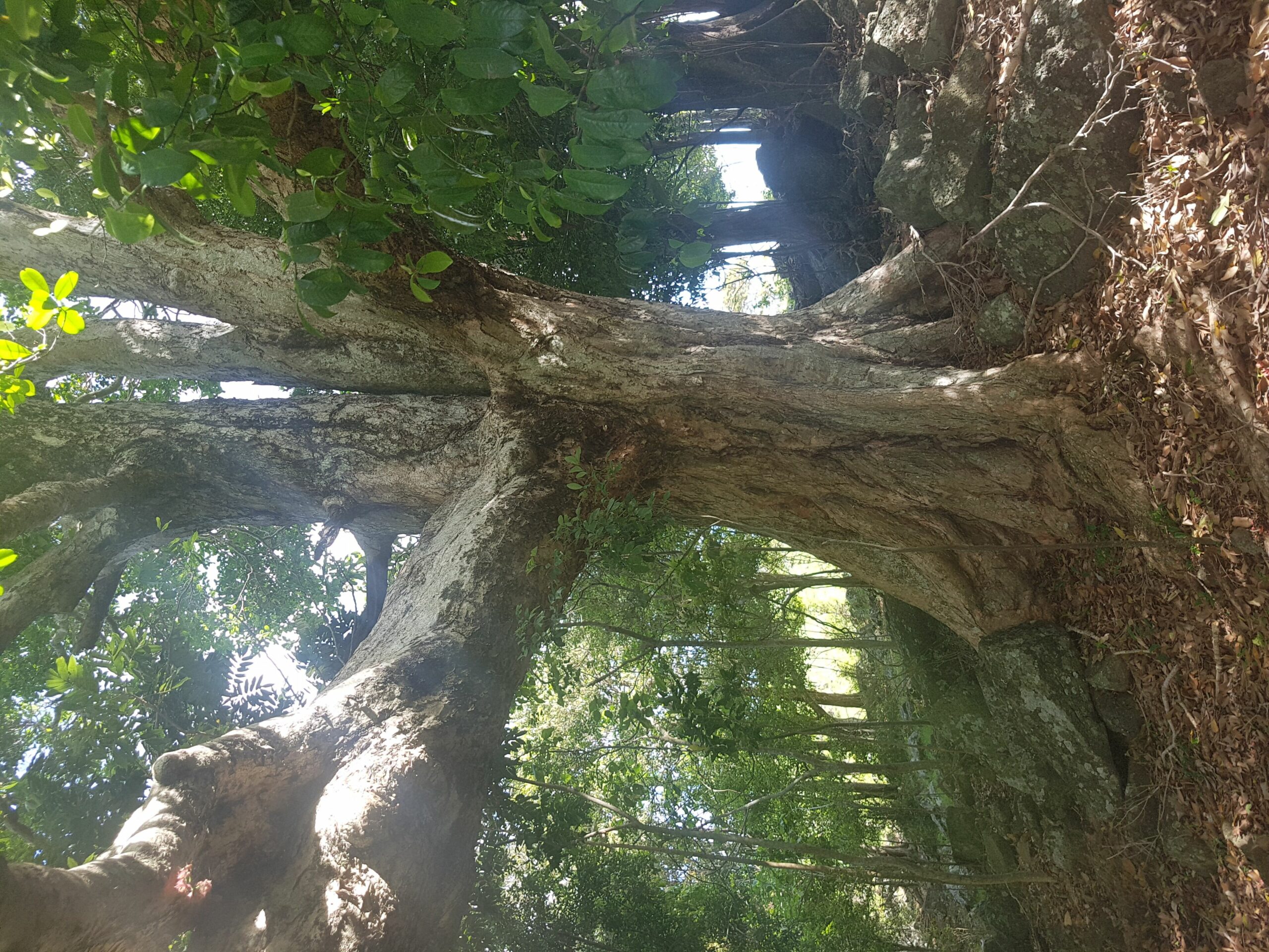 Byron Bay Hinterland-Teak Tree Farm