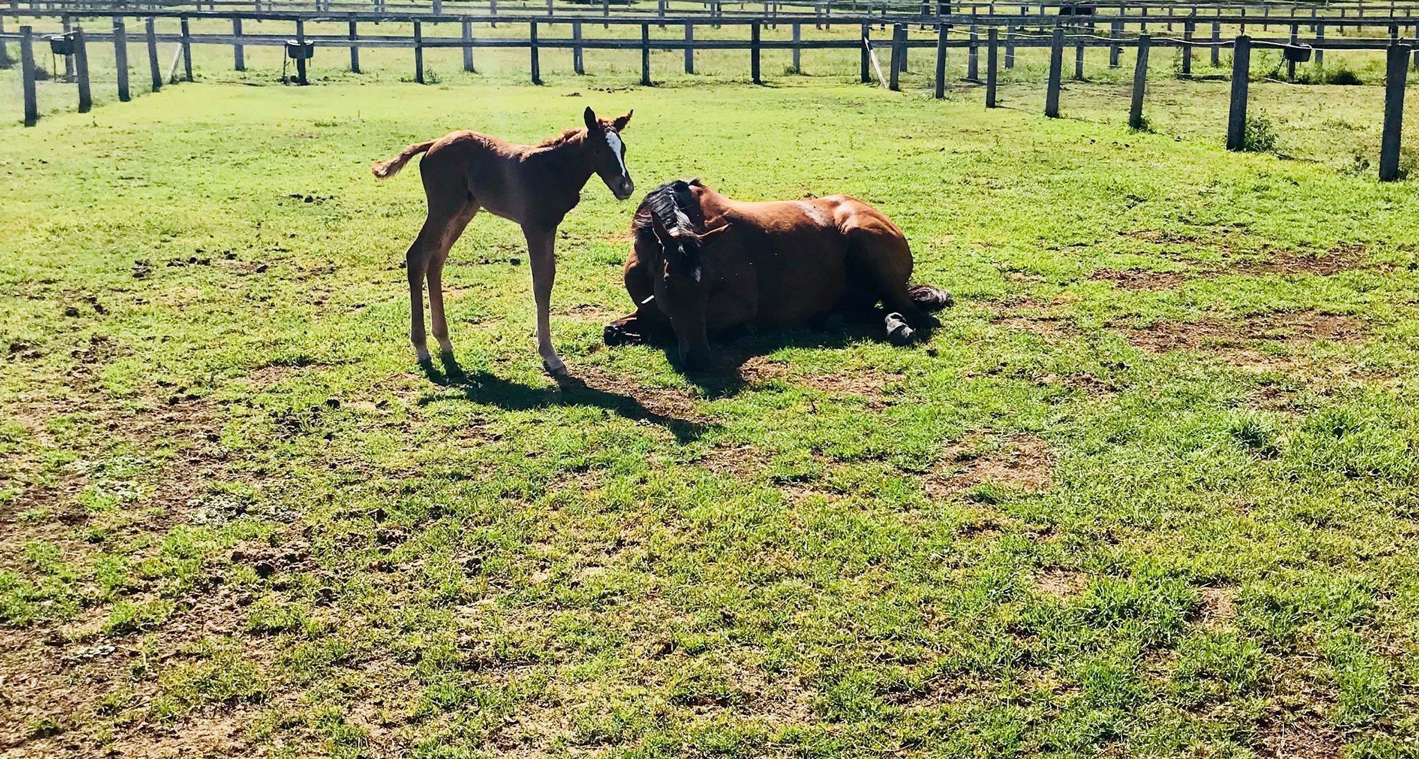 Freedom Farm - 200 Acres, Beautiful Scenic Rim