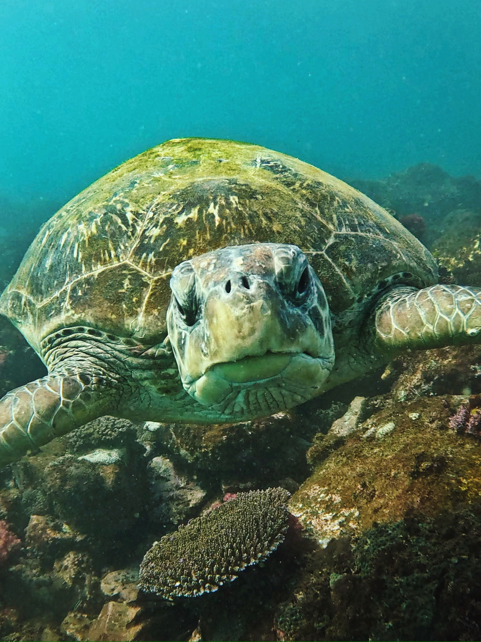 Swim with Turtles