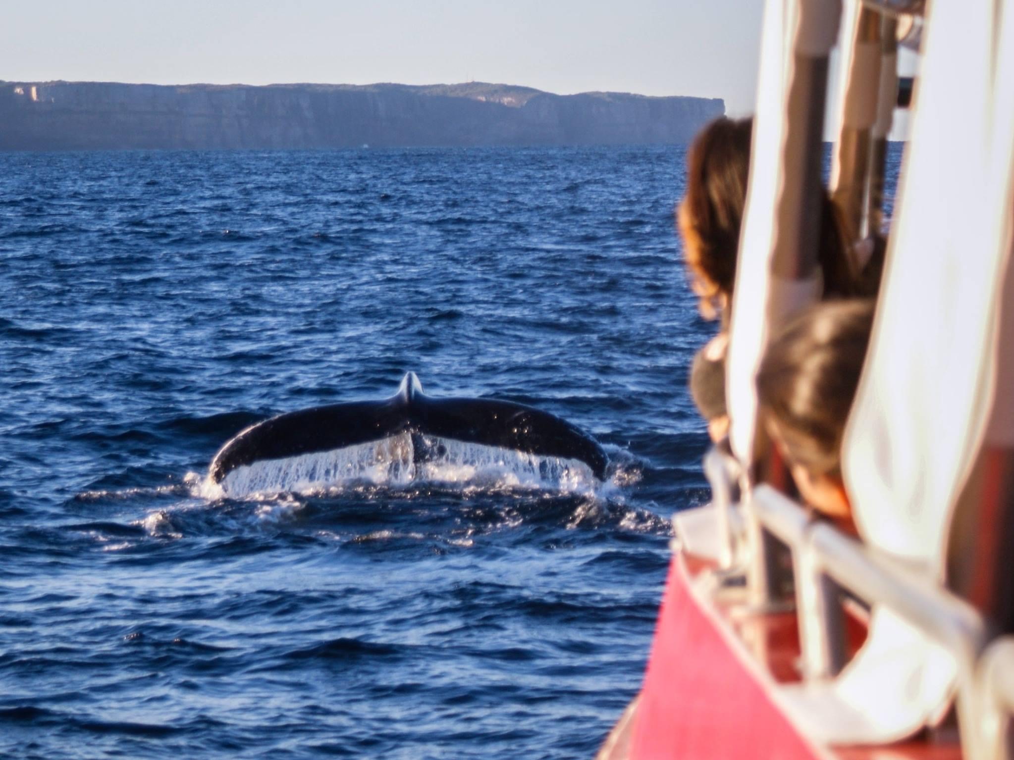 Jervis Bay Whale Watching Cruise
