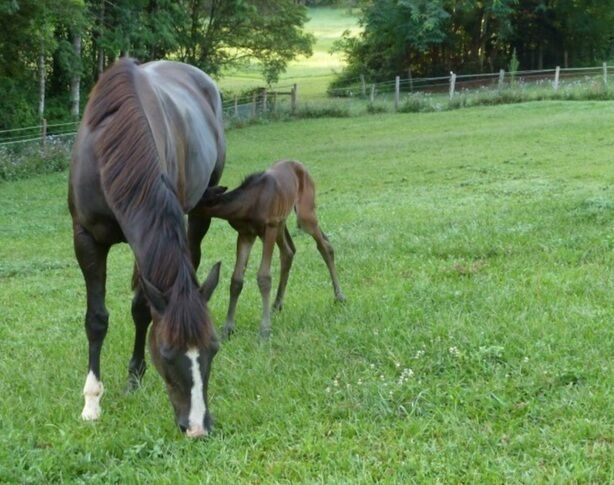 Songbird. Federal Byron Hinterland . Perfect place to recharge !