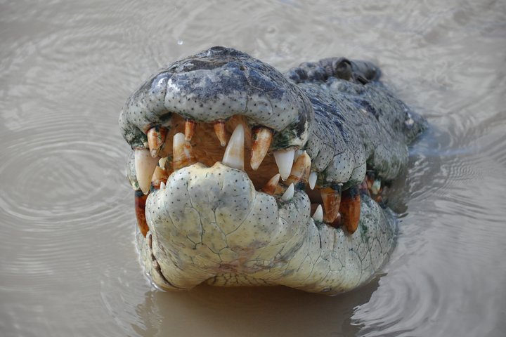 Jumping Crocodile Cruise with lunch