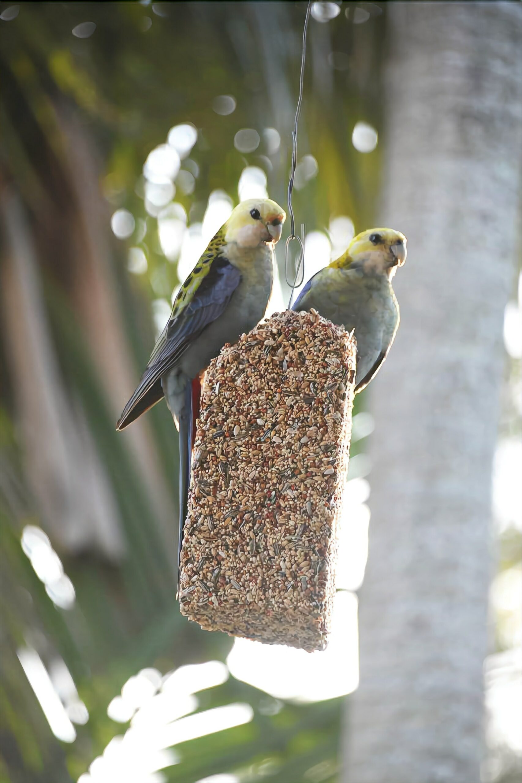 A House With a View and a Seabreeze - a Home in the Trees Where the Birds Sing!