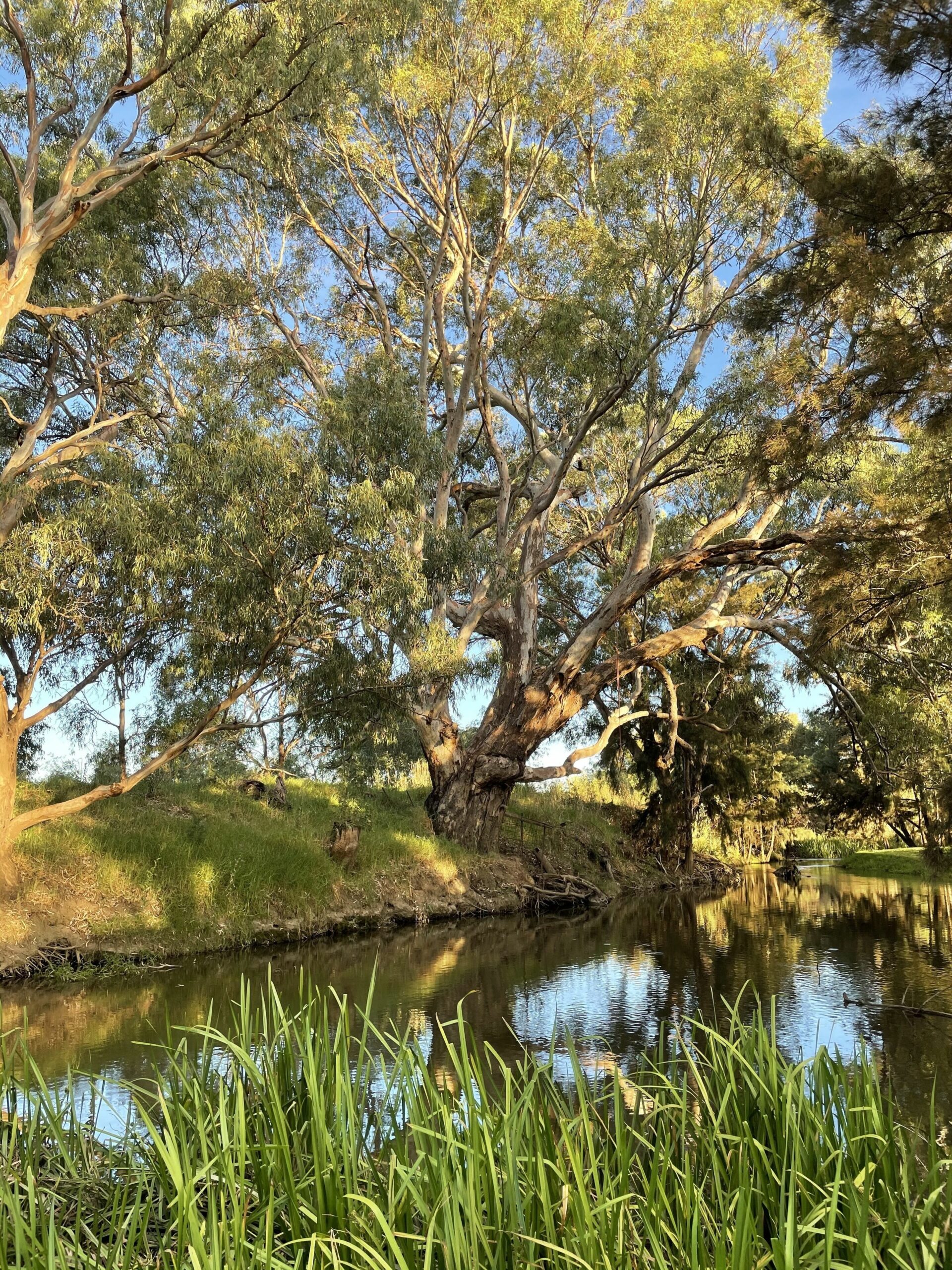 Almas Cottage 10 Acres on the River in the Middle of Mudgee Town