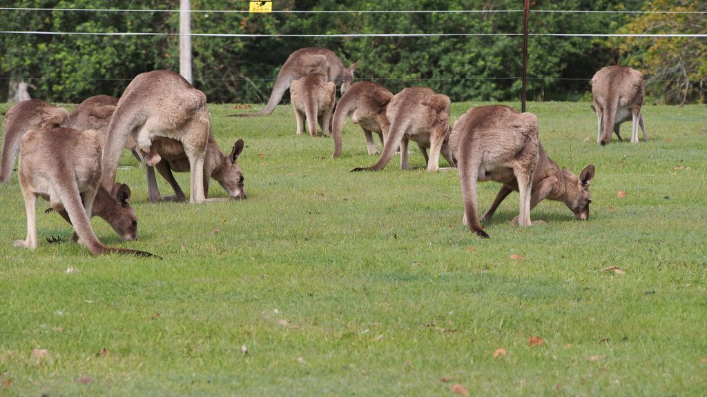 Caboolture 4.5 Star Holiday Home at the Gateway to the Sunshine Coast in Qld