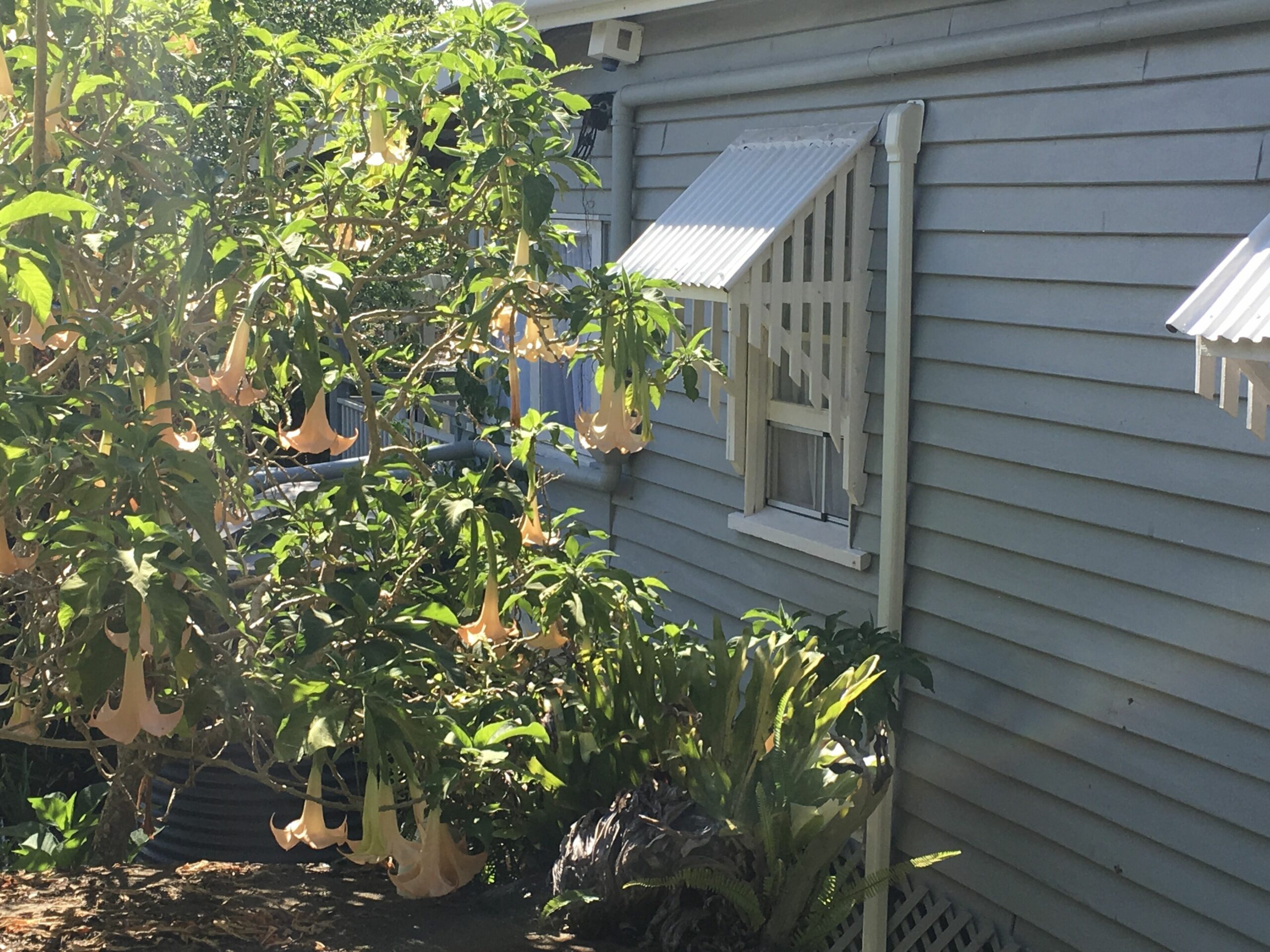 Wisteria Cottage in the heart of Mount Tamborine - dog and cat friendly