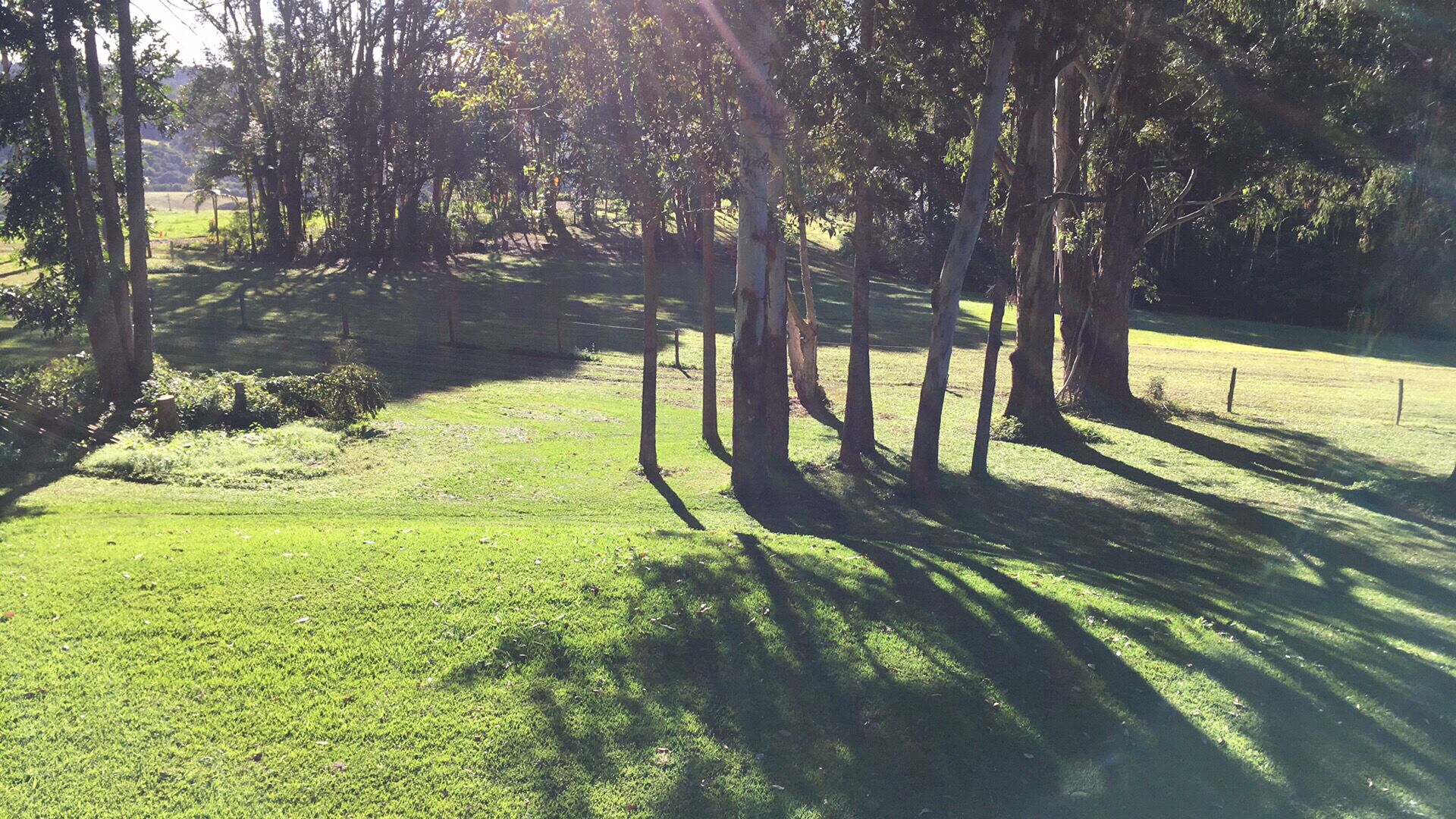 Songbird. Federal Byron Hinterland . Perfect place to recharge !