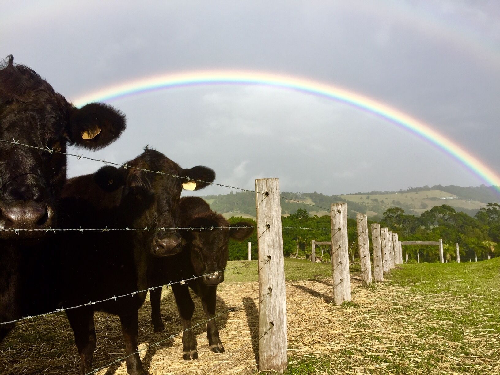 Byron Bay's Heritage Tooraloo Farm Stay