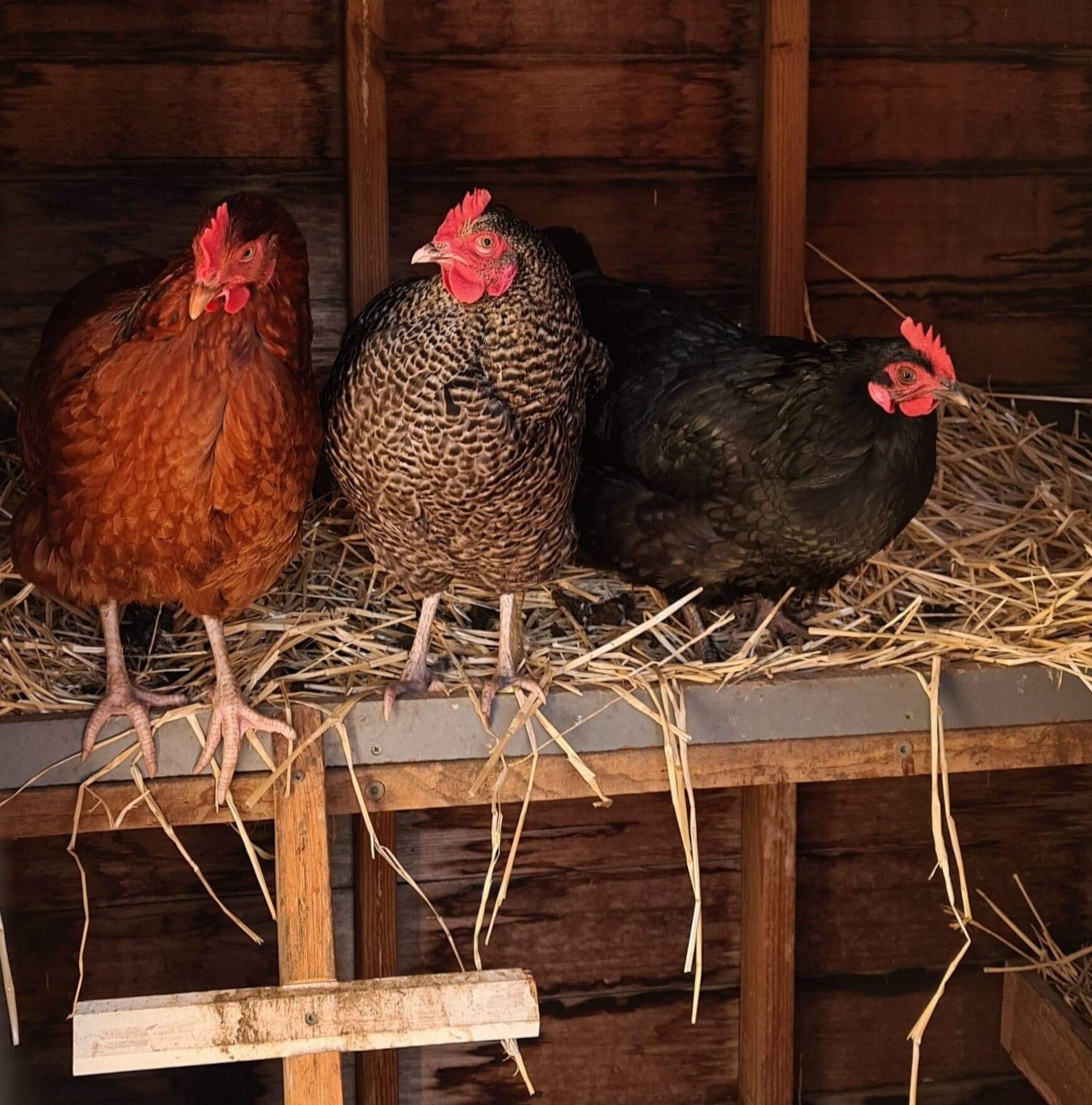 VANBERY COTTAGE HOST FARM