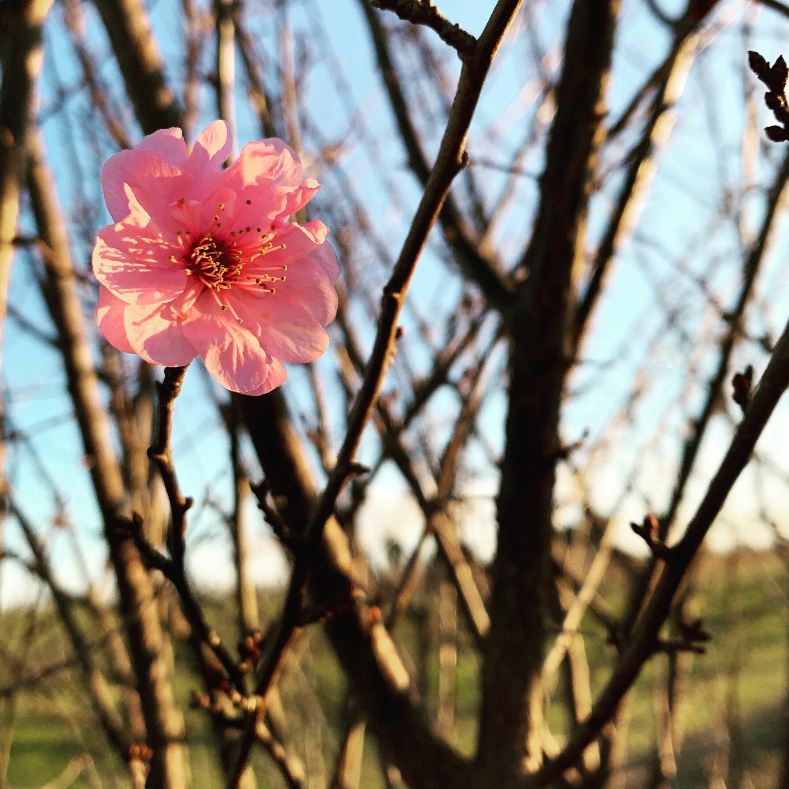 Poplars Farmstay - Swan Valley