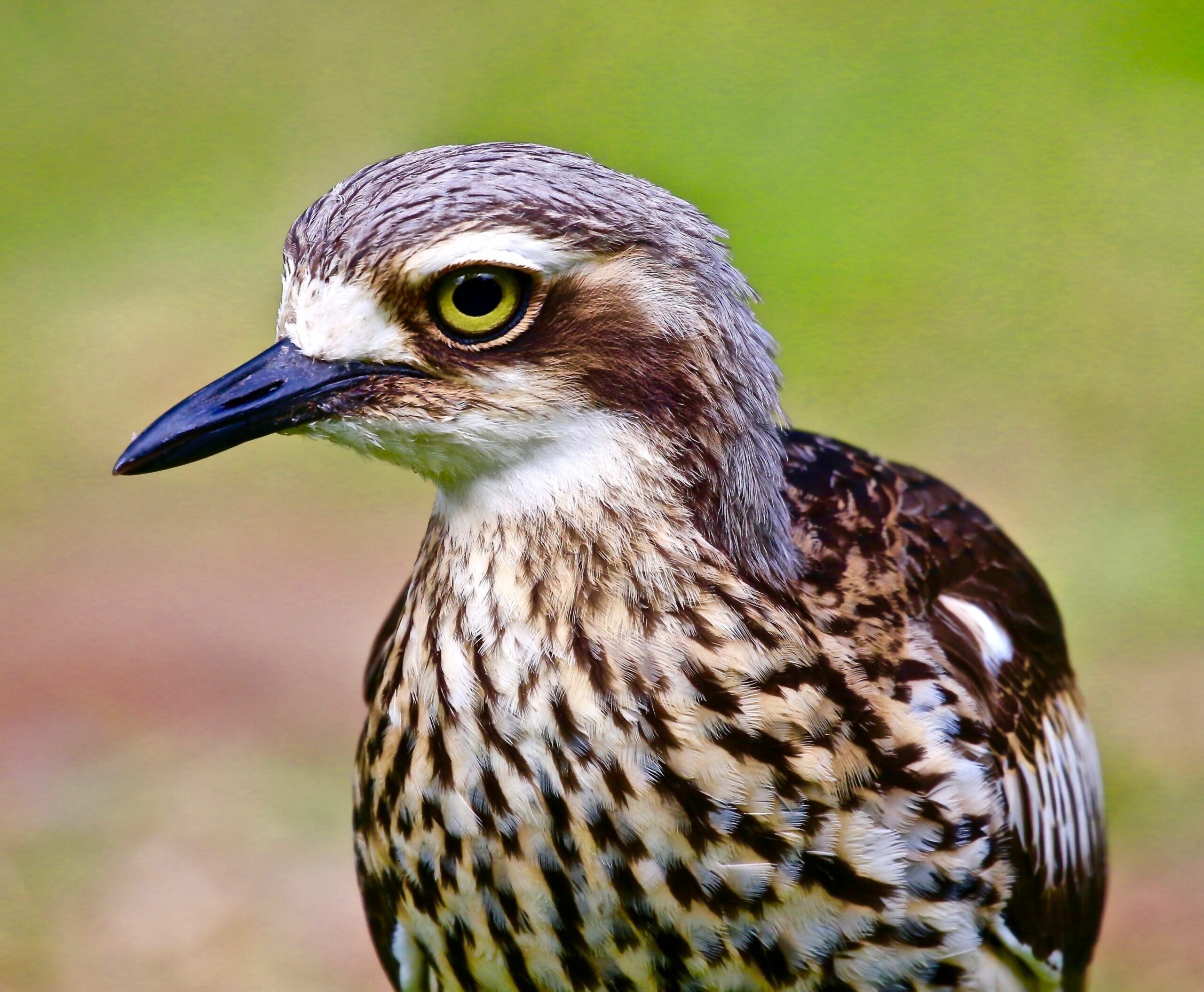 Peaceful Getaway on Southern Moreton Bay Islands - Bird Lovers Paradise