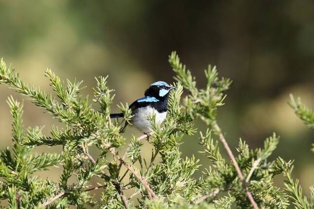 Mt Tully Cottage and Nature Refuge