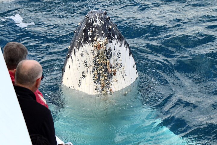 Spirit of Hervey Bay Whale Watching Cruise