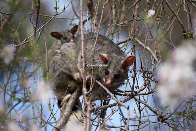 GUMLEAF COTTAGE FARMSTAY - Free daily Animal feeding - close to Perth!