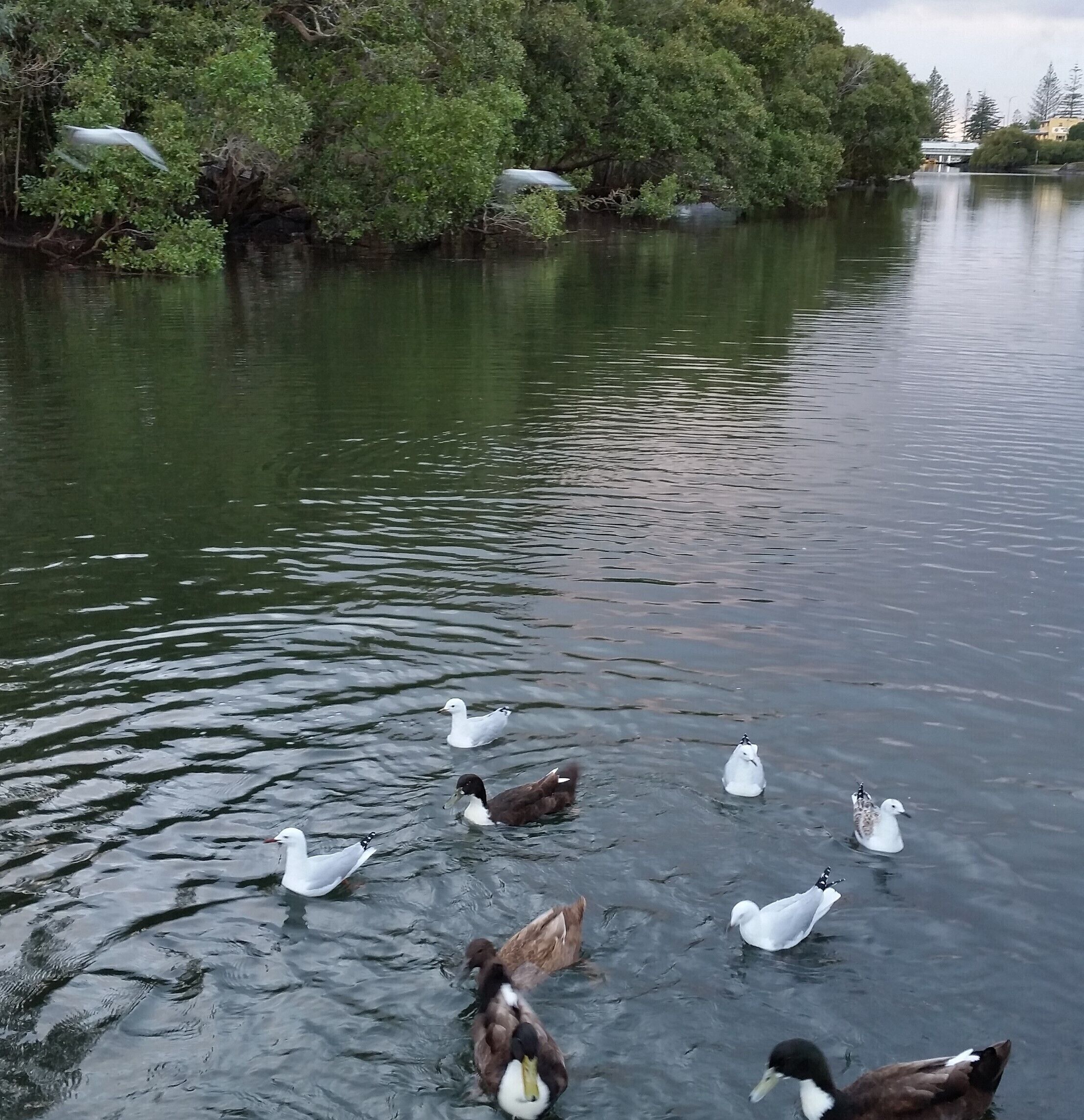 Home With Creek Frontage, Private Jetty, & Swimming Pool