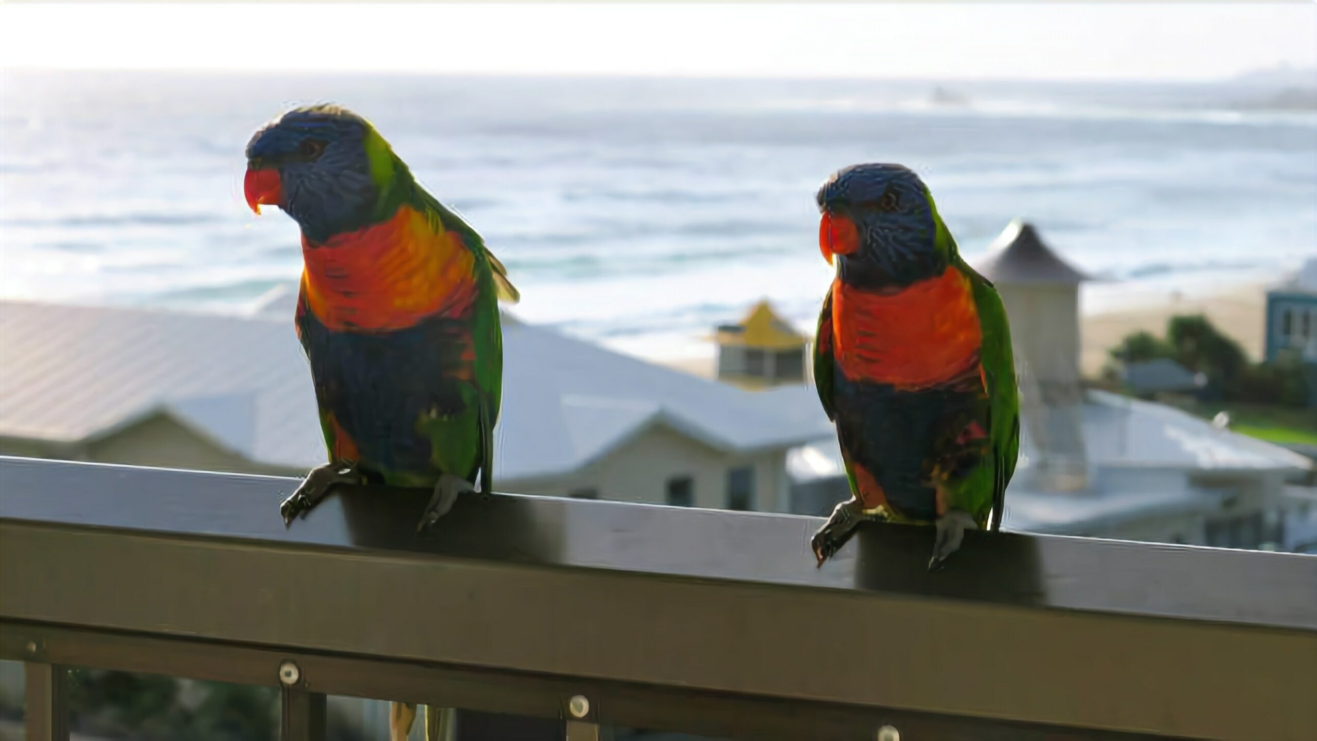 Gold Coast Fabulous View at Palm Beach