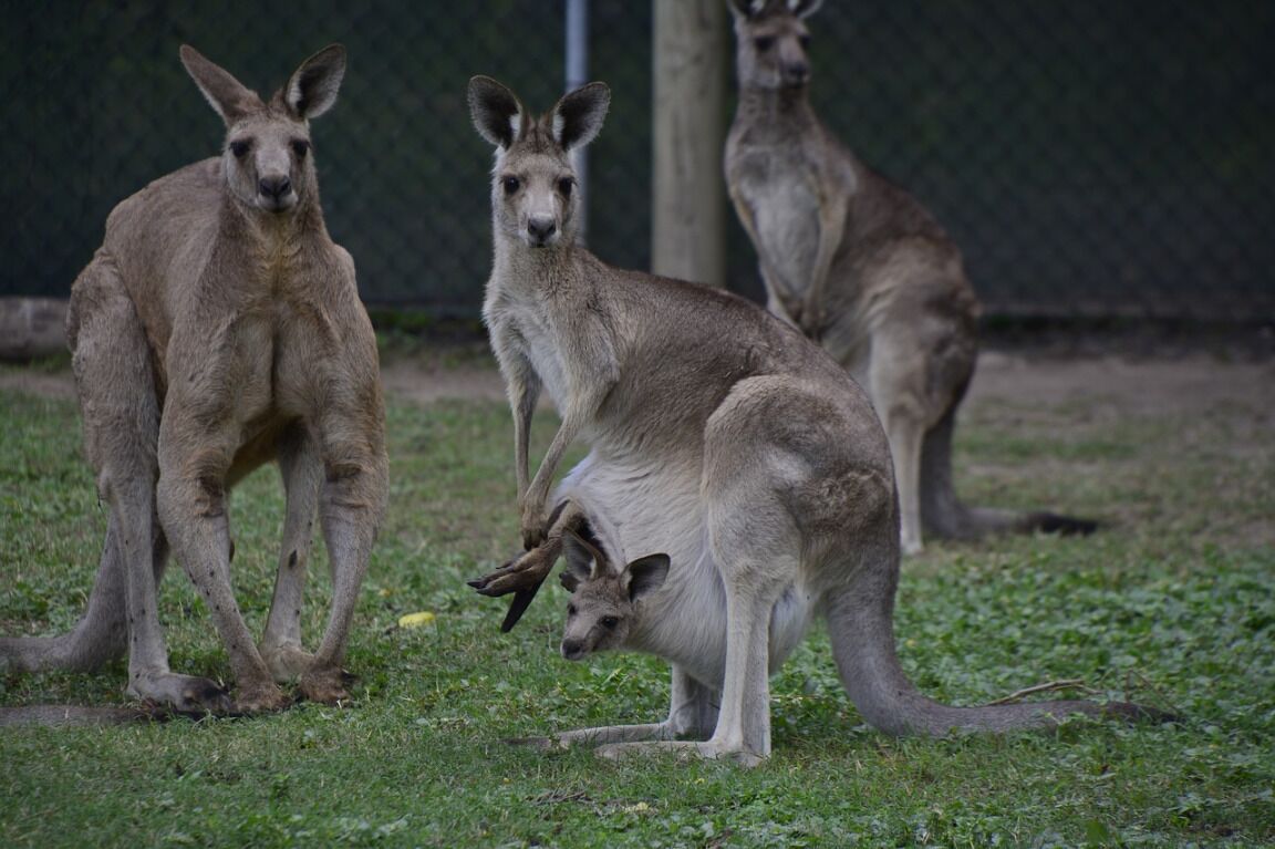 Family home, separate retreat downstairs 15 min to Brisbane Airport & CBD