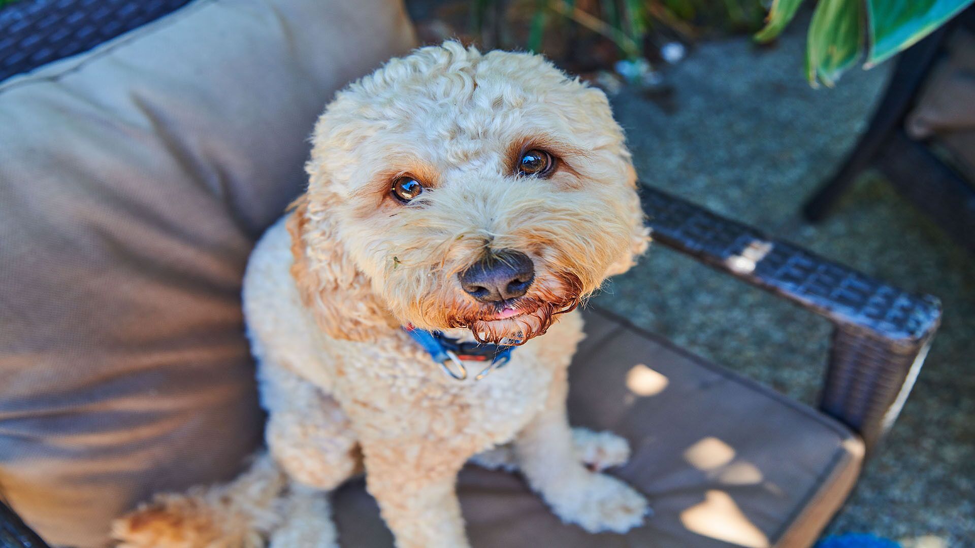 Carmel by the Sea is dog Friendly in Brunswick Heads