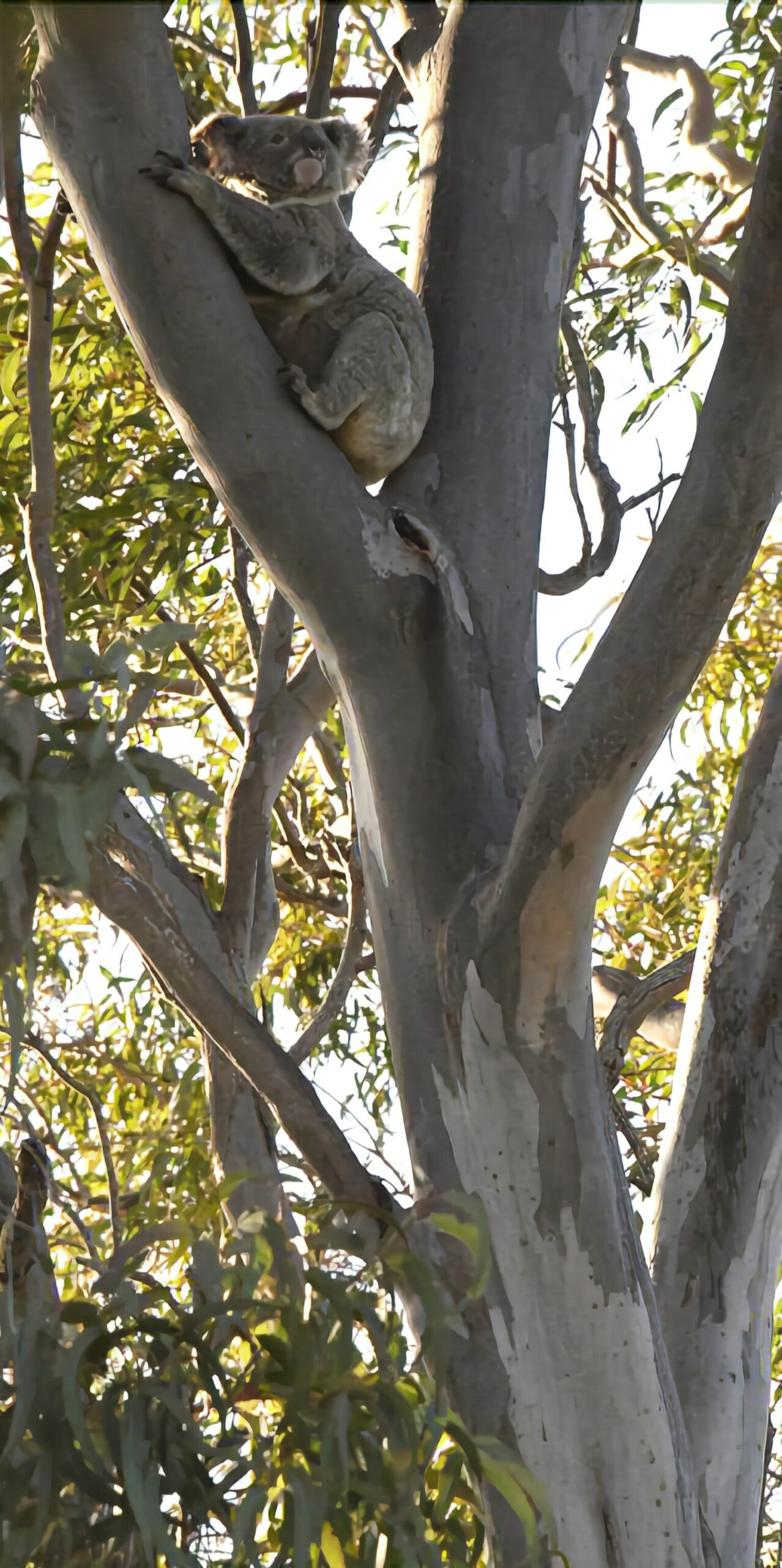 A House With a View and a Seabreeze - a Home in the Trees Where the Birds Sing!