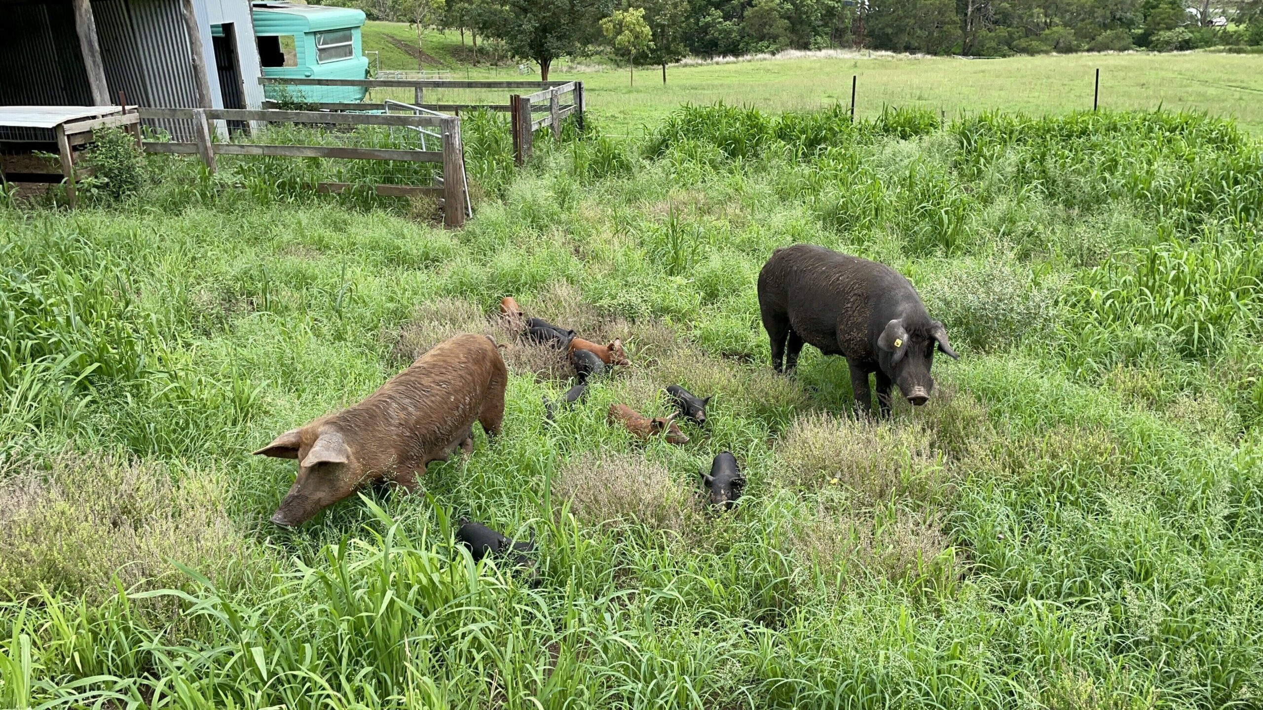 Darlington Grove Farm Stay in a Renovated Dairy Lots of Animals and River Access