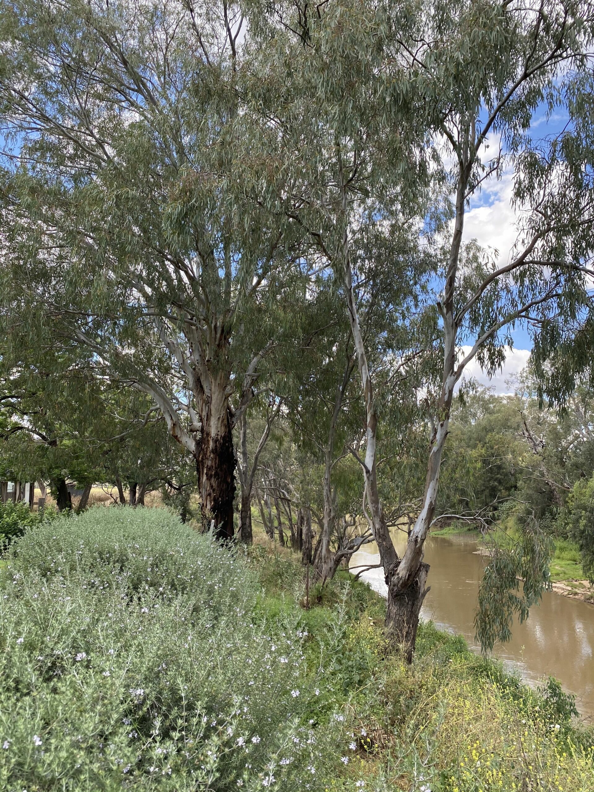 River Front Close to Dubbo