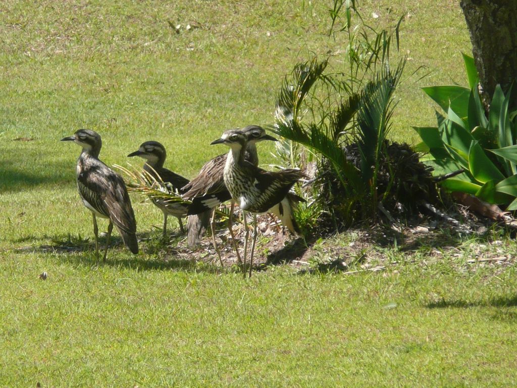 Macleay Island Luxurious Beachfront Apartment, Pool, Canoe, Bikes, Fishing, Golf