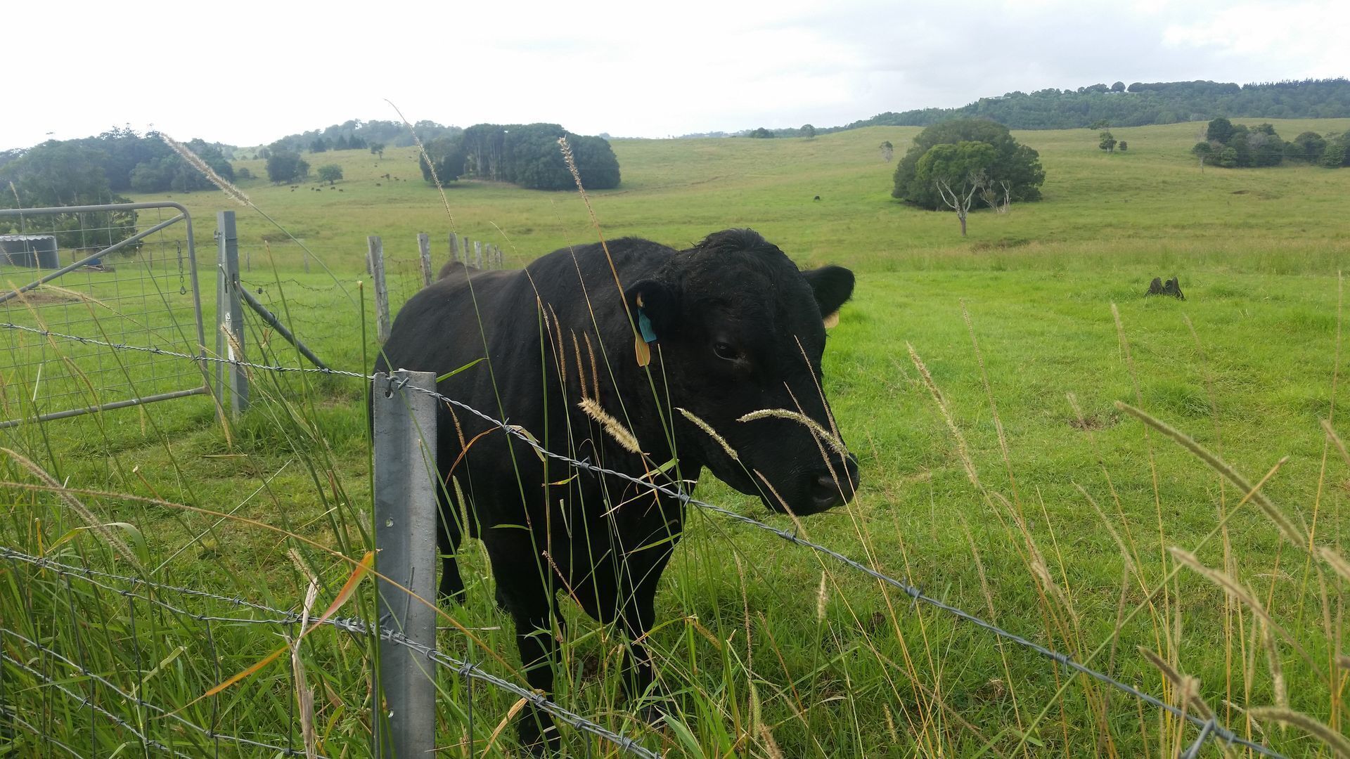 Byron Bay Hinterland-Teak Tree Farm