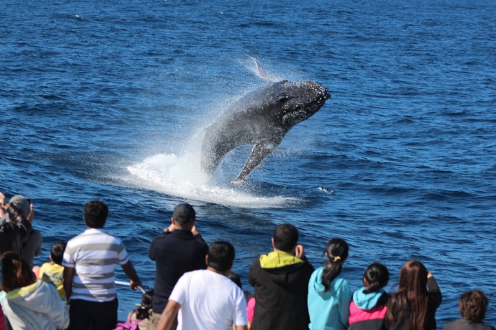 Tangalooma Island Resort Whale Watching Day Cruise with Dolphin Feeding
