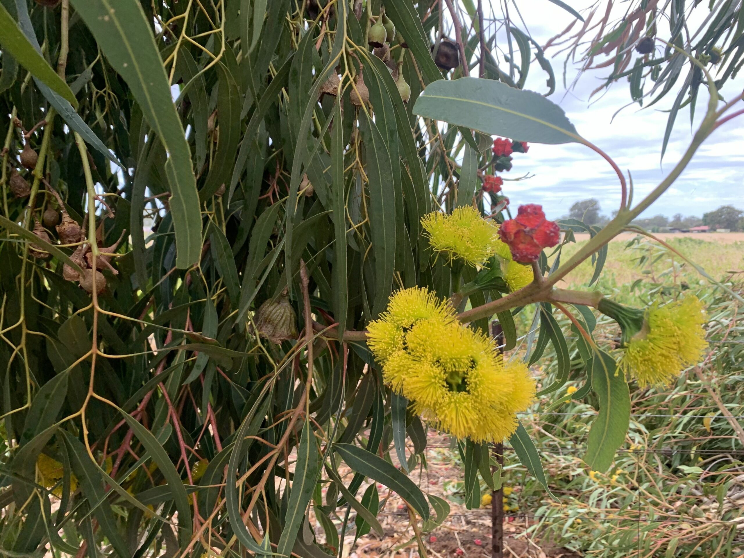 Poplars Farmstay - Swan Valley