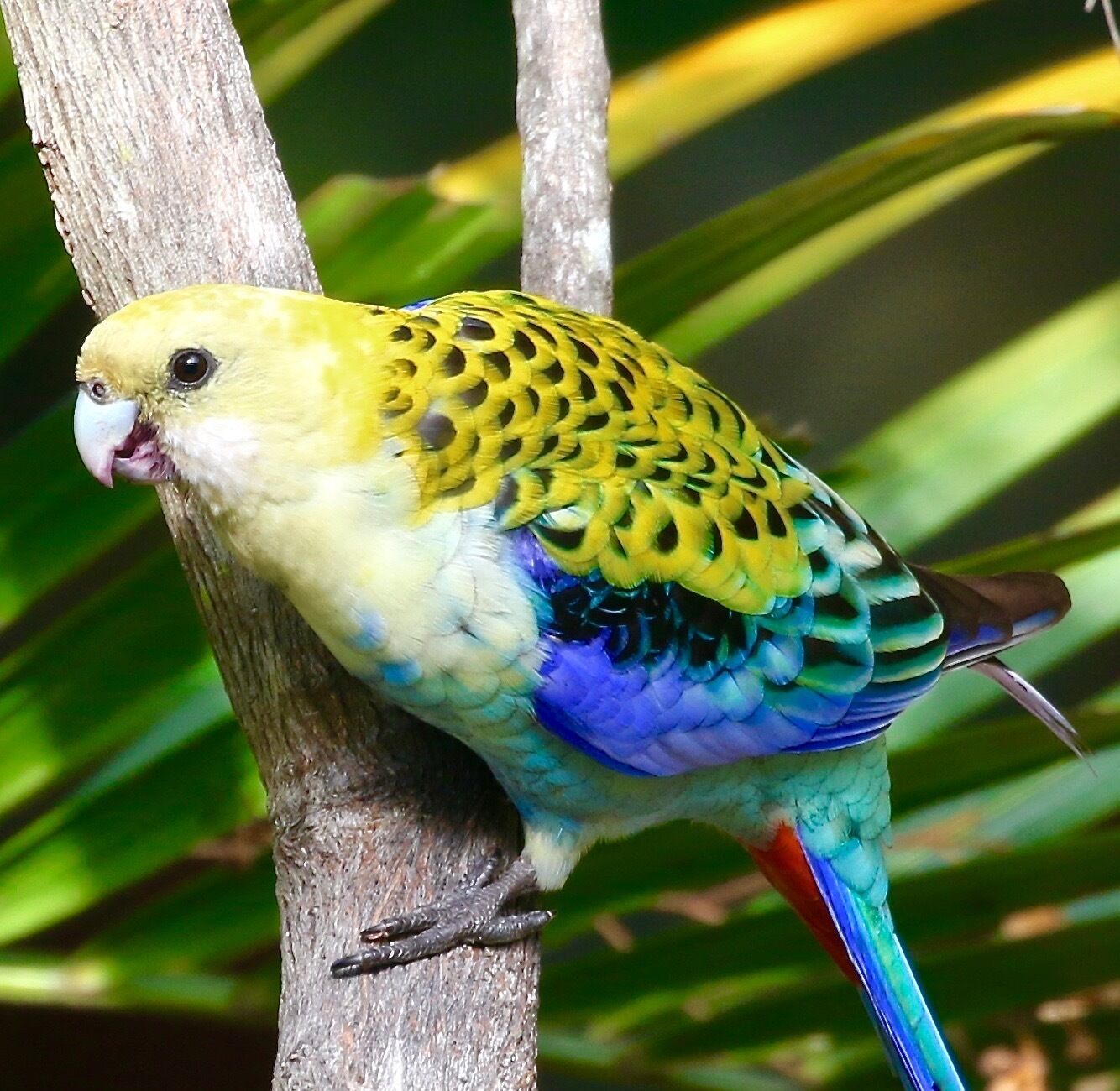 Peaceful Getaway on Southern Moreton Bay Islands - Bird Lovers Paradise