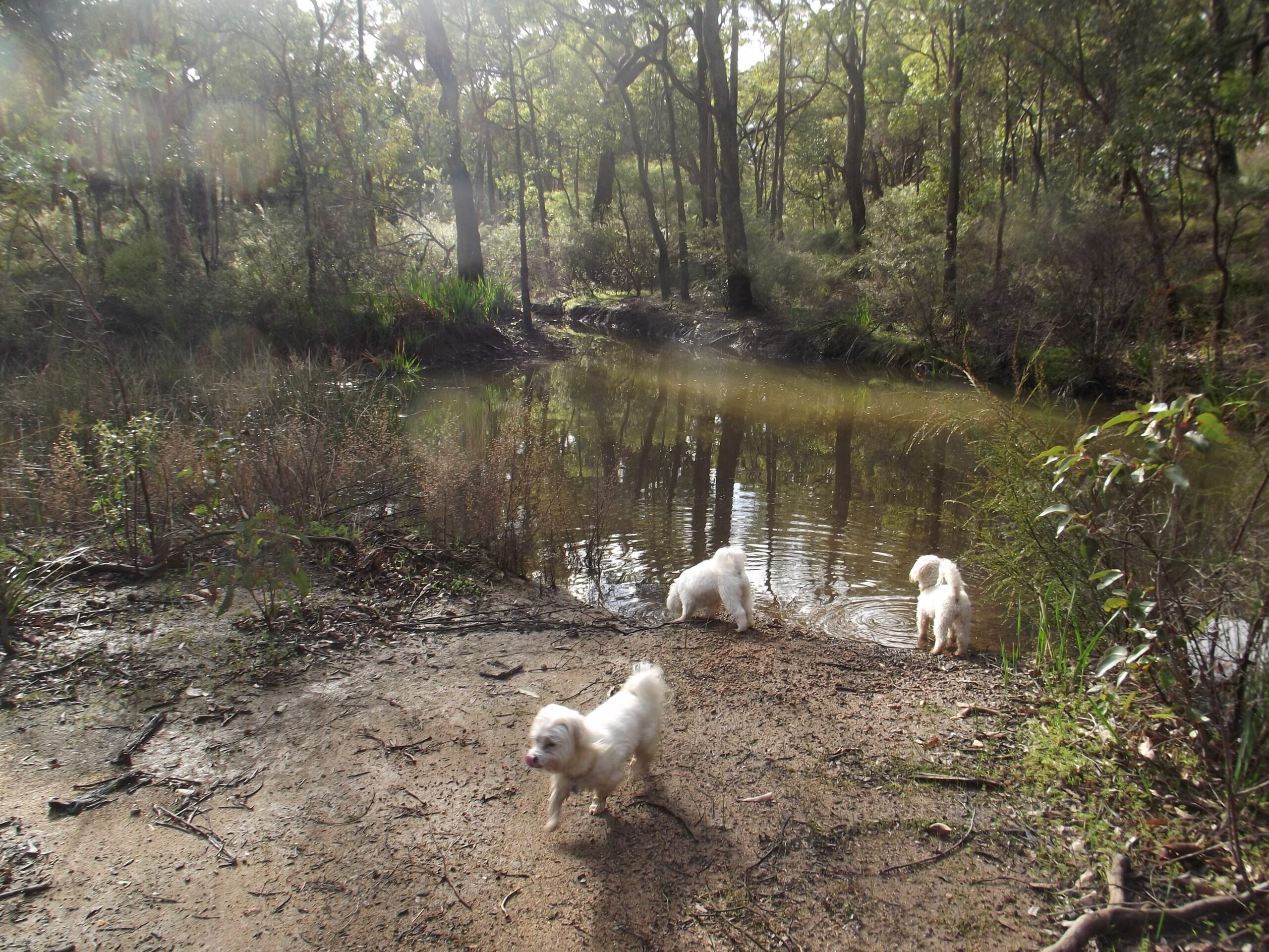 Escape in This dog Friendly Self-contained Luxurious 2 Storey Cottage