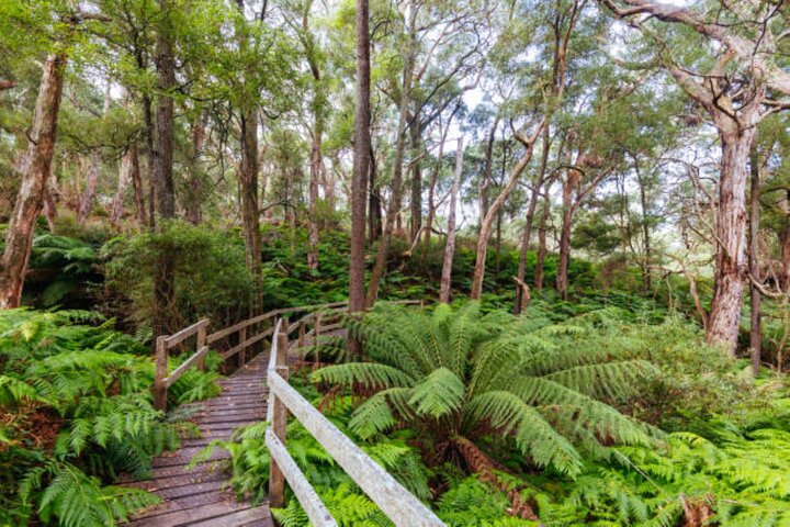 Mornington Peninsula Private Sightseeing Day Tour from Melbourne.