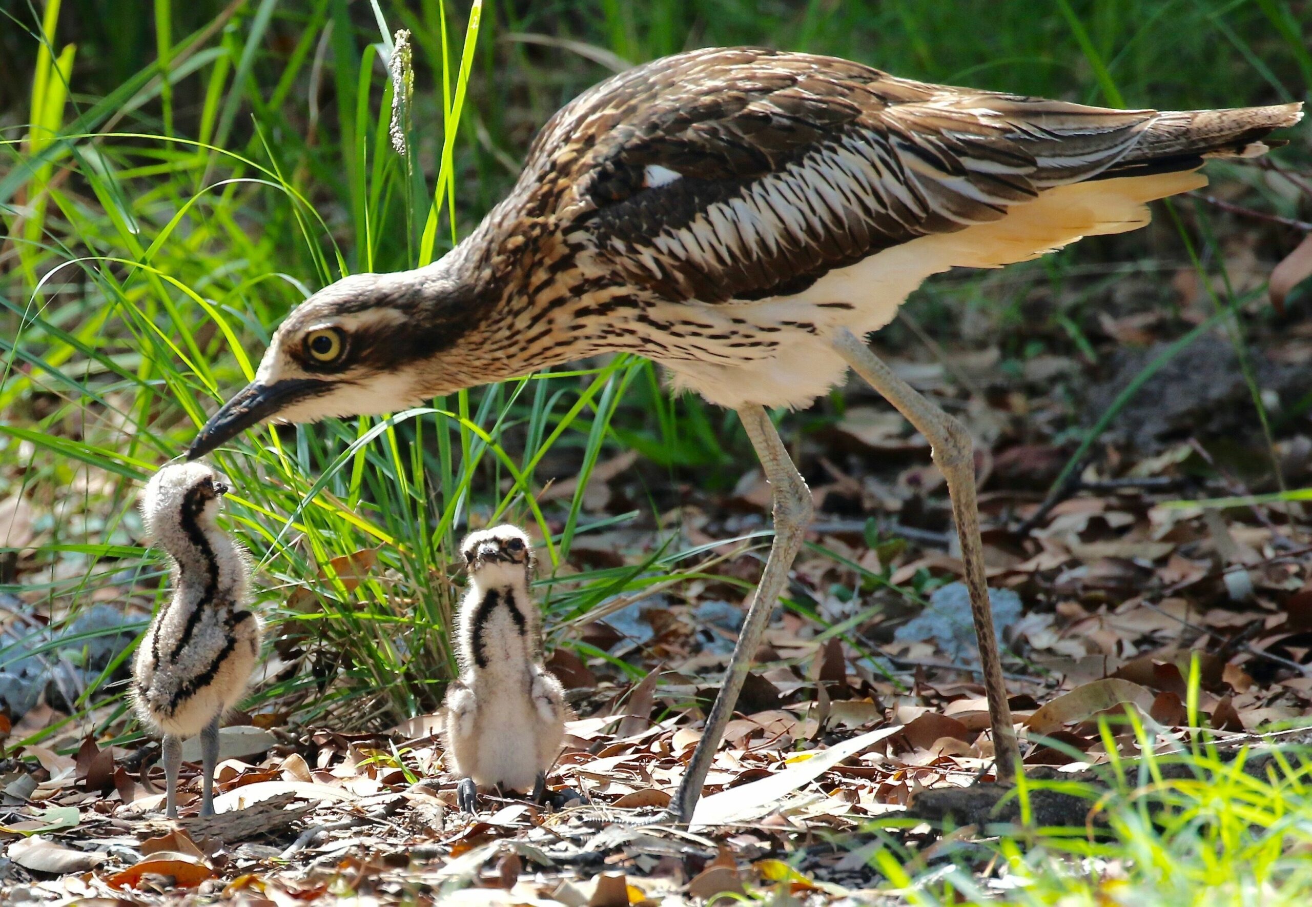 Peaceful Getaway on Southern Moreton Bay Islands - Bird Lovers Paradise