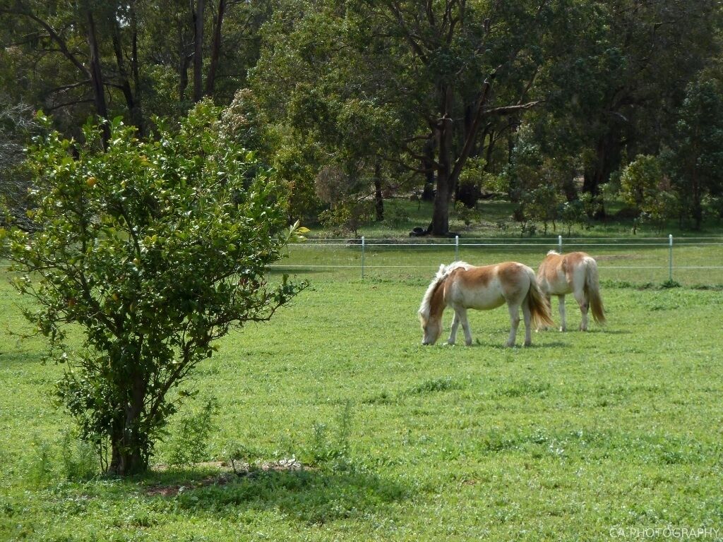 GUMLEAF COTTAGE FARMSTAY - Free daily Animal feeding - close to Perth!