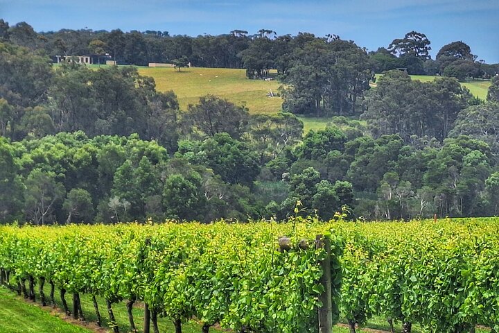 Mornington Peninsula Private Sightseeing Day Tour from Melbourne.