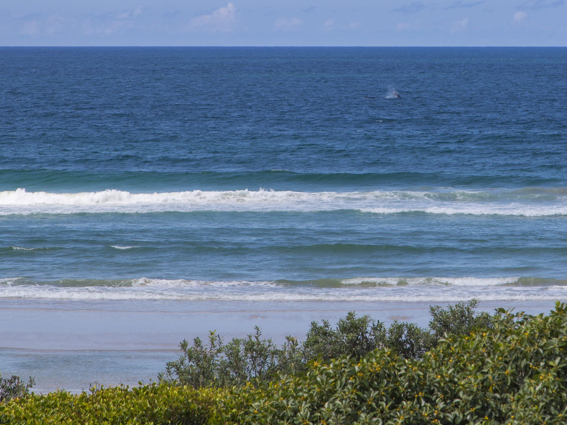 Shoreline 6 With Ocean Views TO SEE THE Whales