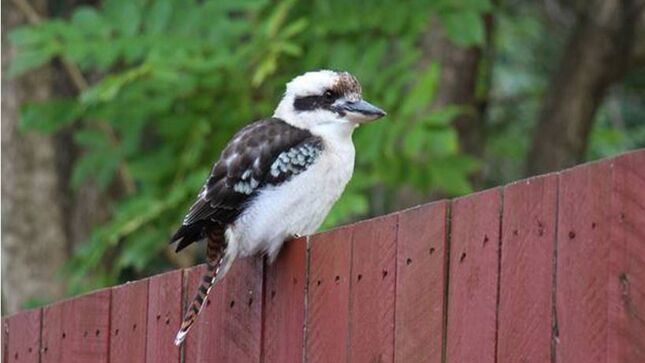 Surfers Beach Cottage Pet Friendly