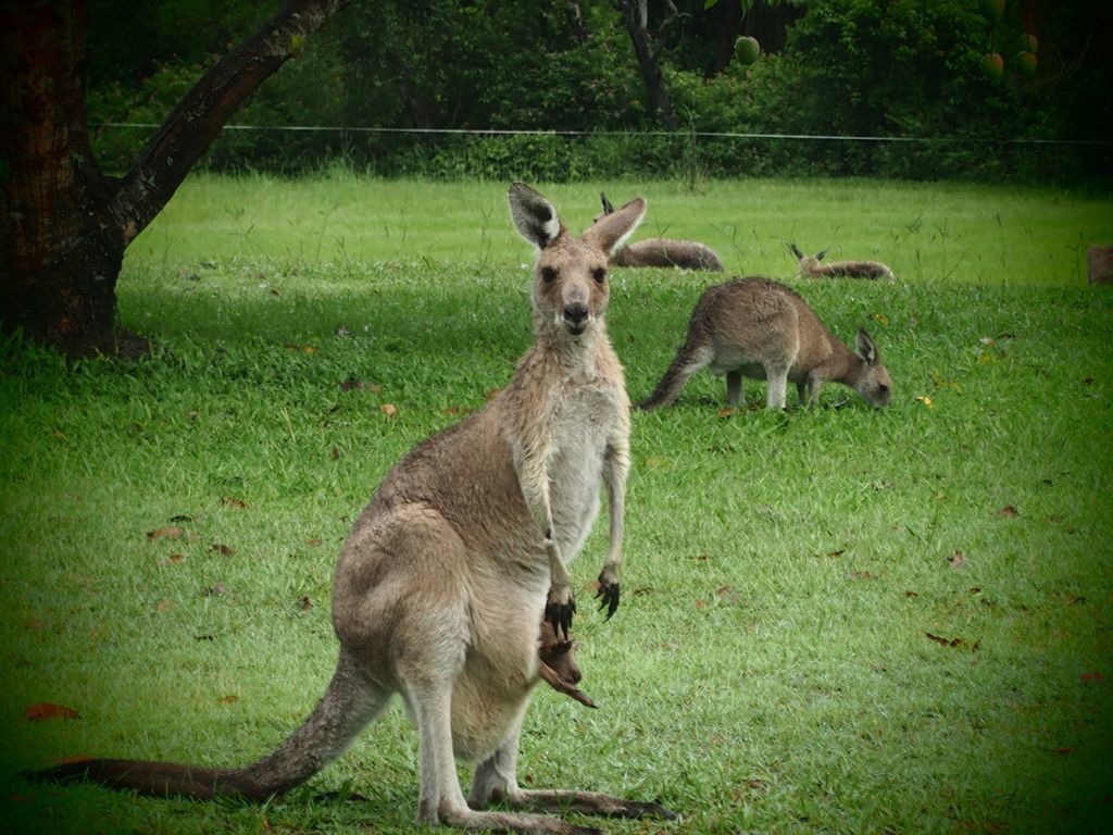 Caboolture 4.5 Star Holiday Home at the Gateway to the Sunshine Coast in Qld