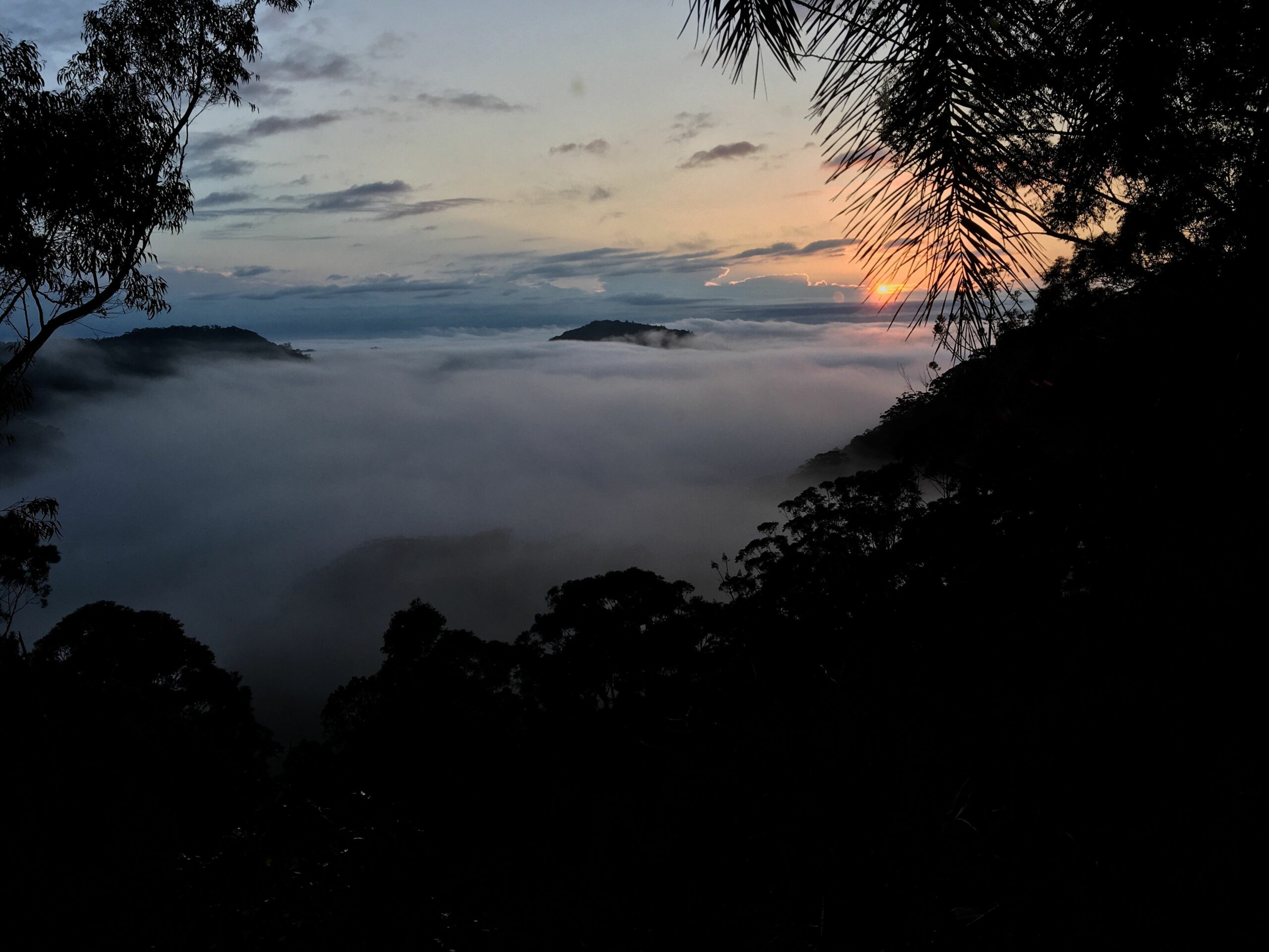 The Treepod-wake up to the Sunrise with views over valley to the Ocean