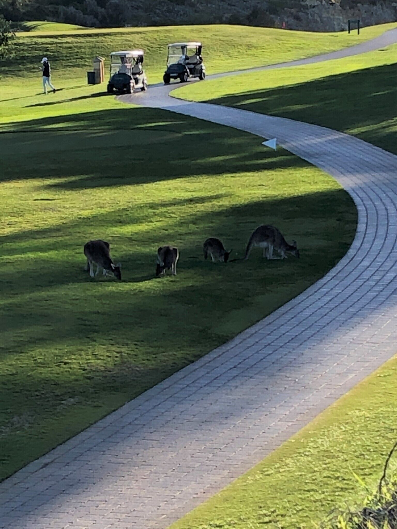 Luxury with Golf Course Views & Kangaroos