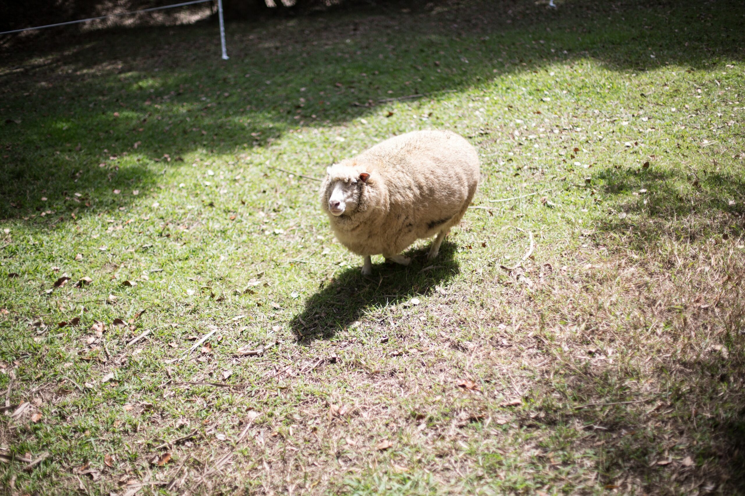 Bellingen Vintage Farm Stay: WeilHouse Living