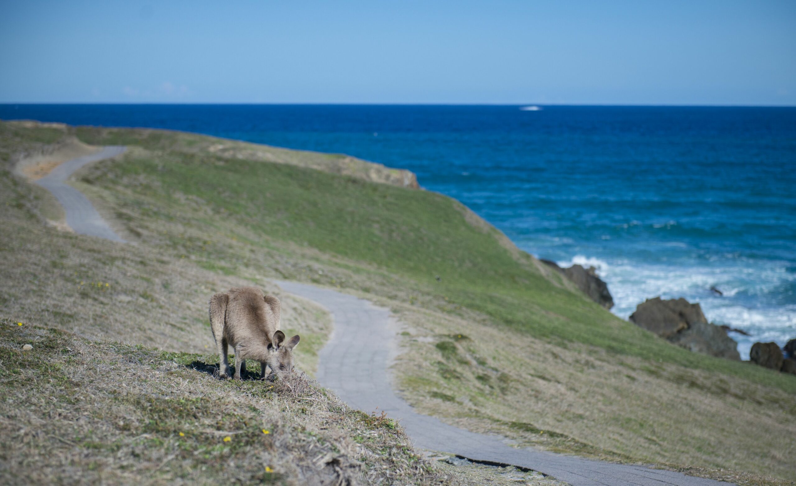 Beautiful Pet Friendly Beach House - Pandanus on Emerald