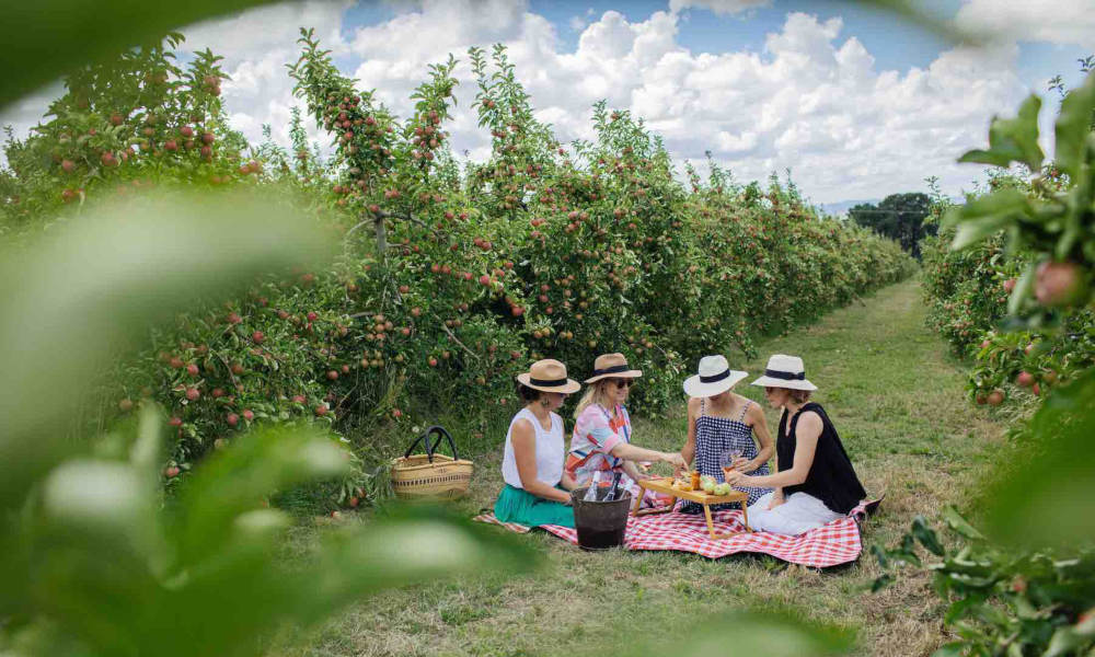 Printhie Wines Picnic And Guided Wine Tasting Tour